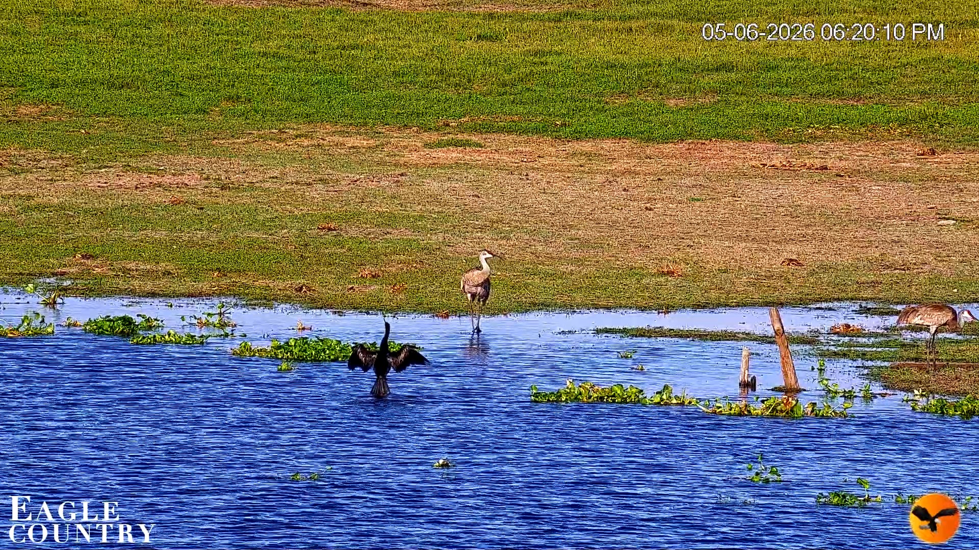 Snapshot of Southwest Florida River Wildlife Live Cams taken May 6, 2026, 11:09pm EDT