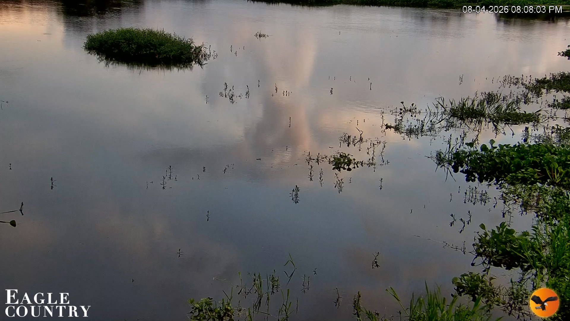 Snapshot of Southwest Florida River Wildlife Live Cams taken Aug 4, 2026, 8:09pm EDT