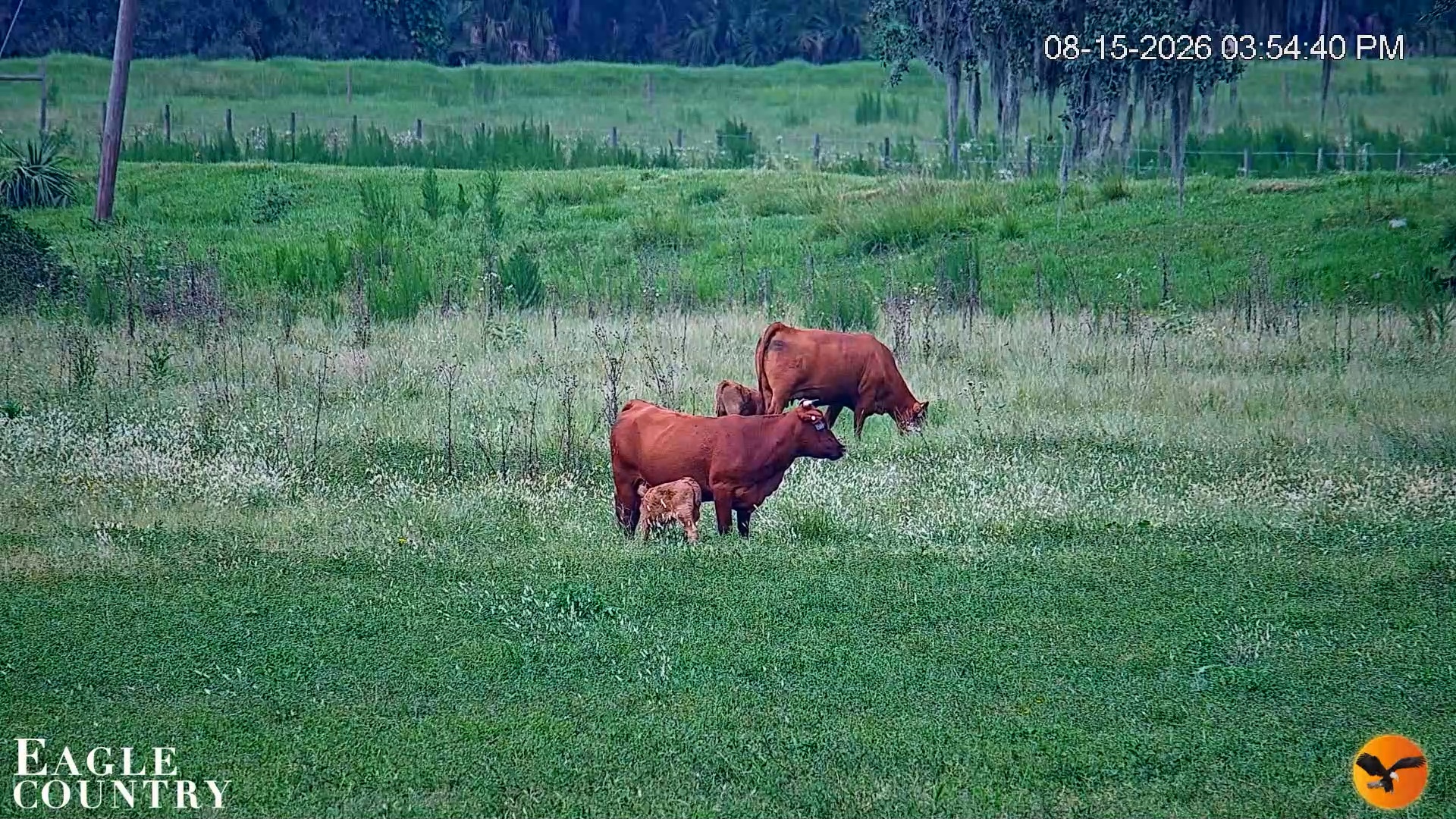Snapshot of Southwest Florida River Wildlife Live Cams taken Aug 15, 2026, 3:55pm EDT
