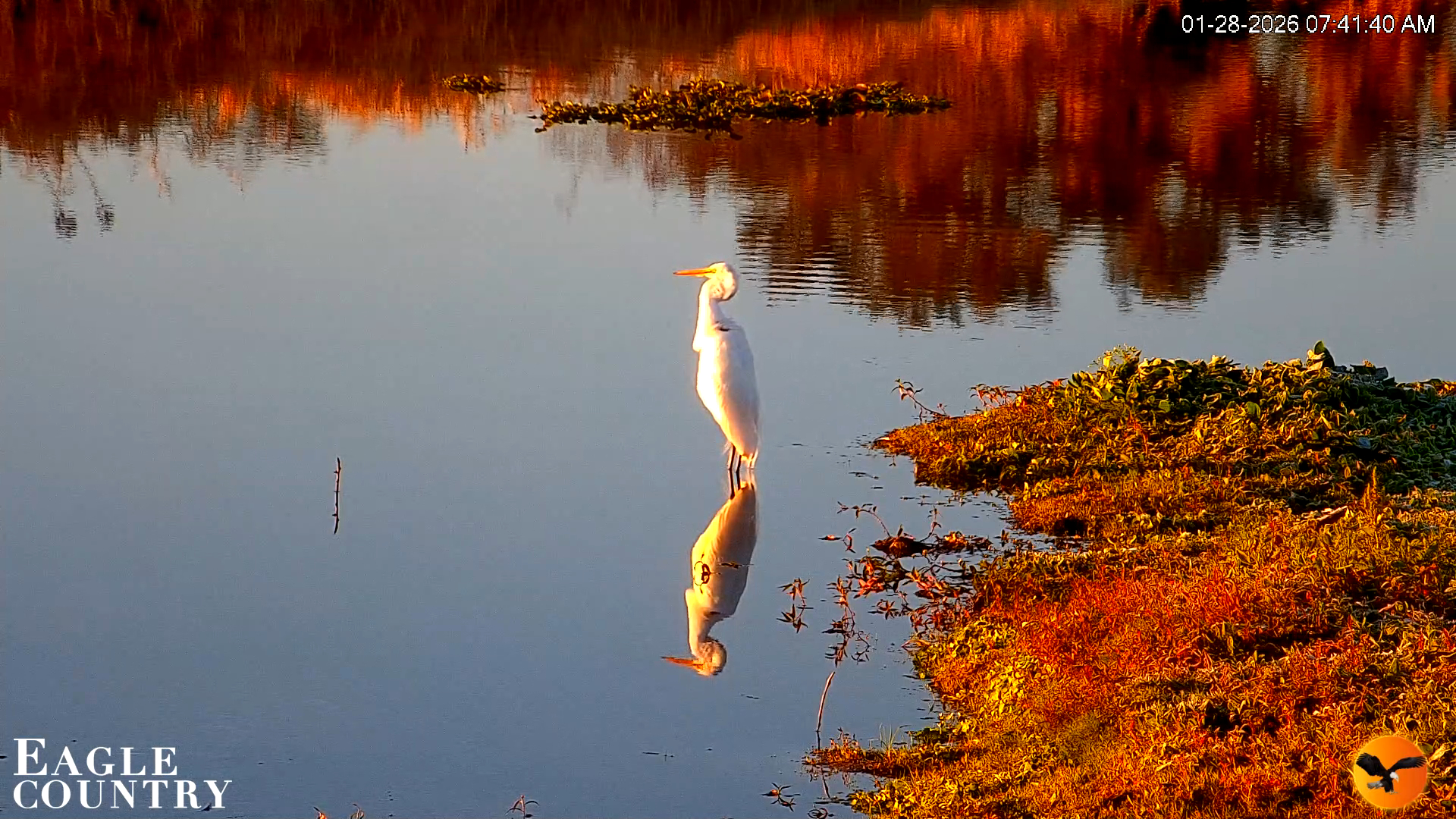 Snapshot of Southwest Florida River Wildlife Live Cams taken Jan 28, 2026, 7:42am EST