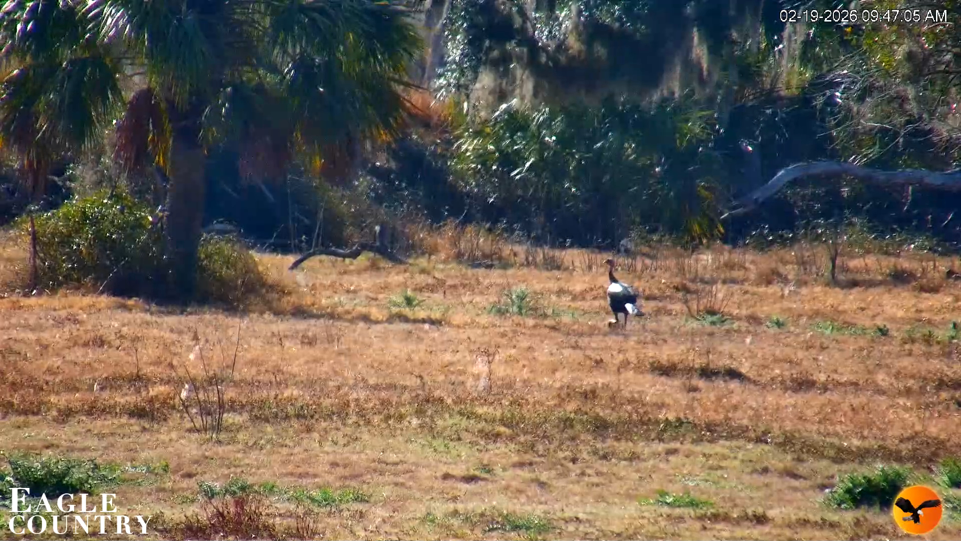 Snapshot of Southwest Florida River Wildlife Live Cams taken Feb 19, 2026, 9:48am EST