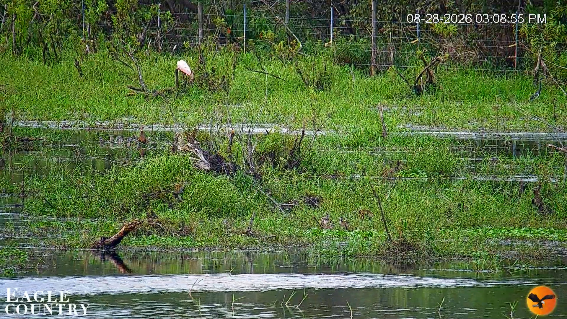 Snapshot of Southwest Florida River Wildlife Live Cams taken Aug 28, 2026, 3:10pm EDT