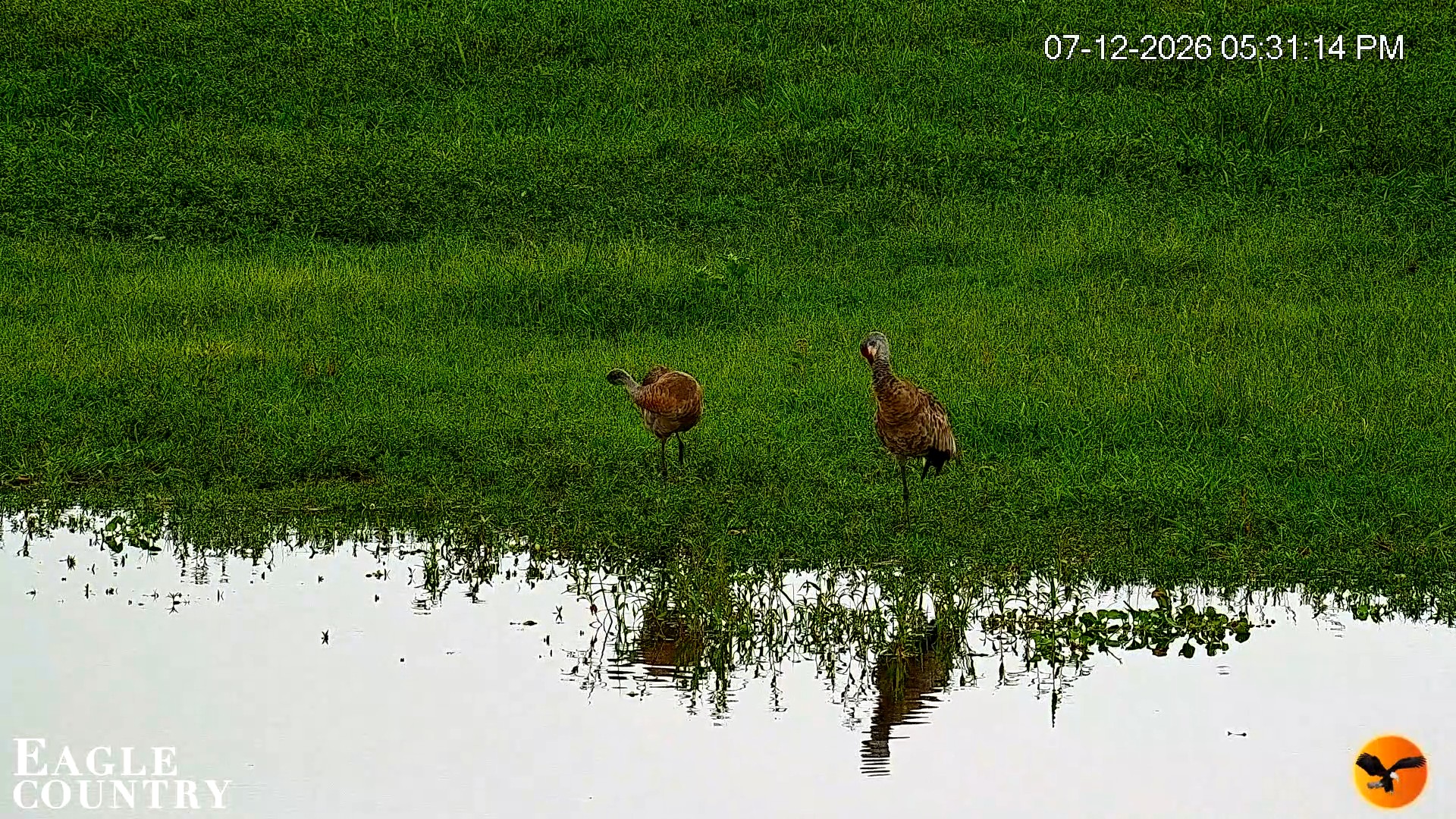 Snapshot of Southwest Florida River Wildlife Live Cams taken Jul 12, 2026, 5:31pm EDT