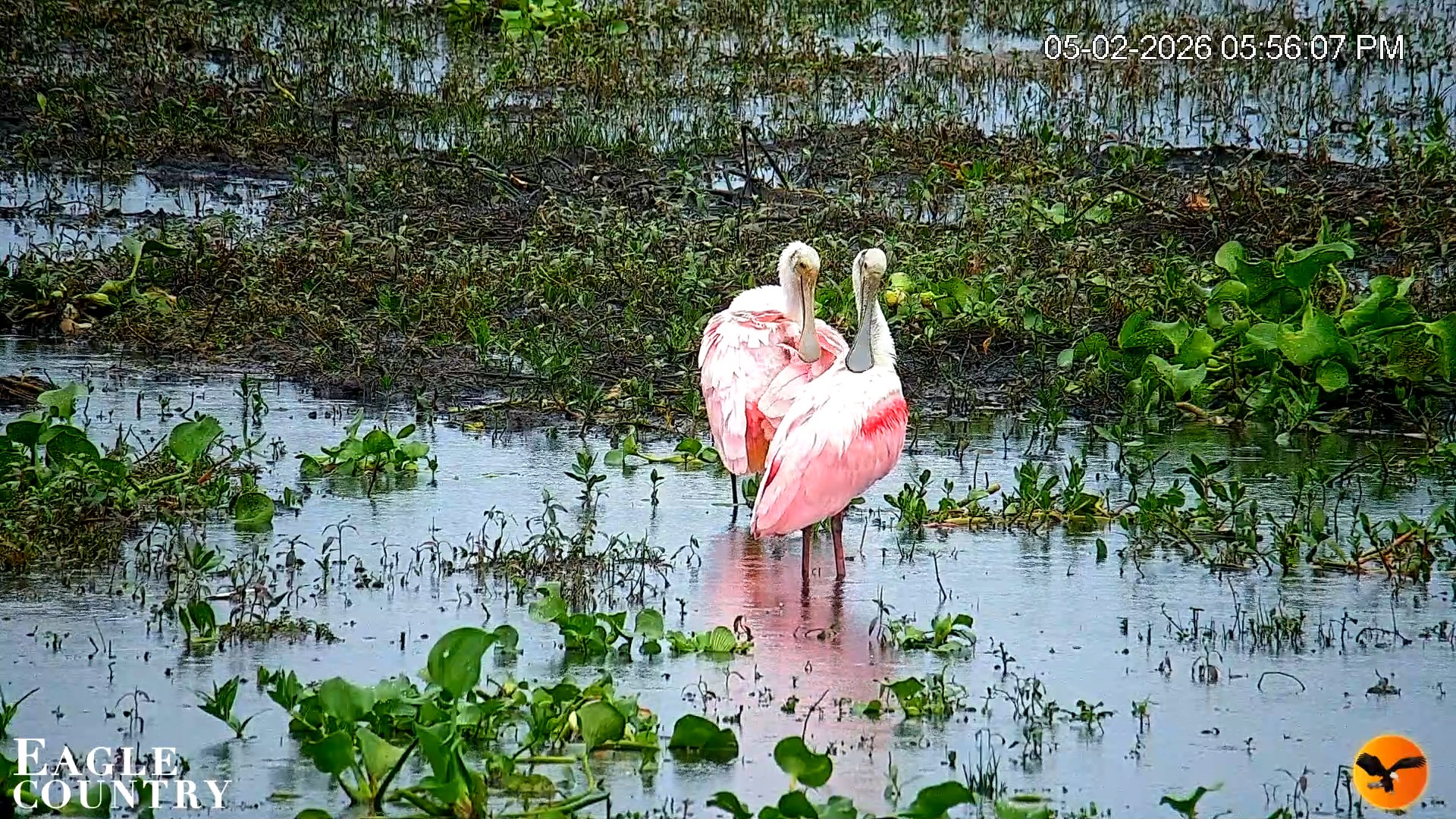 Snapshot of Southwest Florida River Wildlife Live Cams taken May 2, 2026, 8:06pm EDT