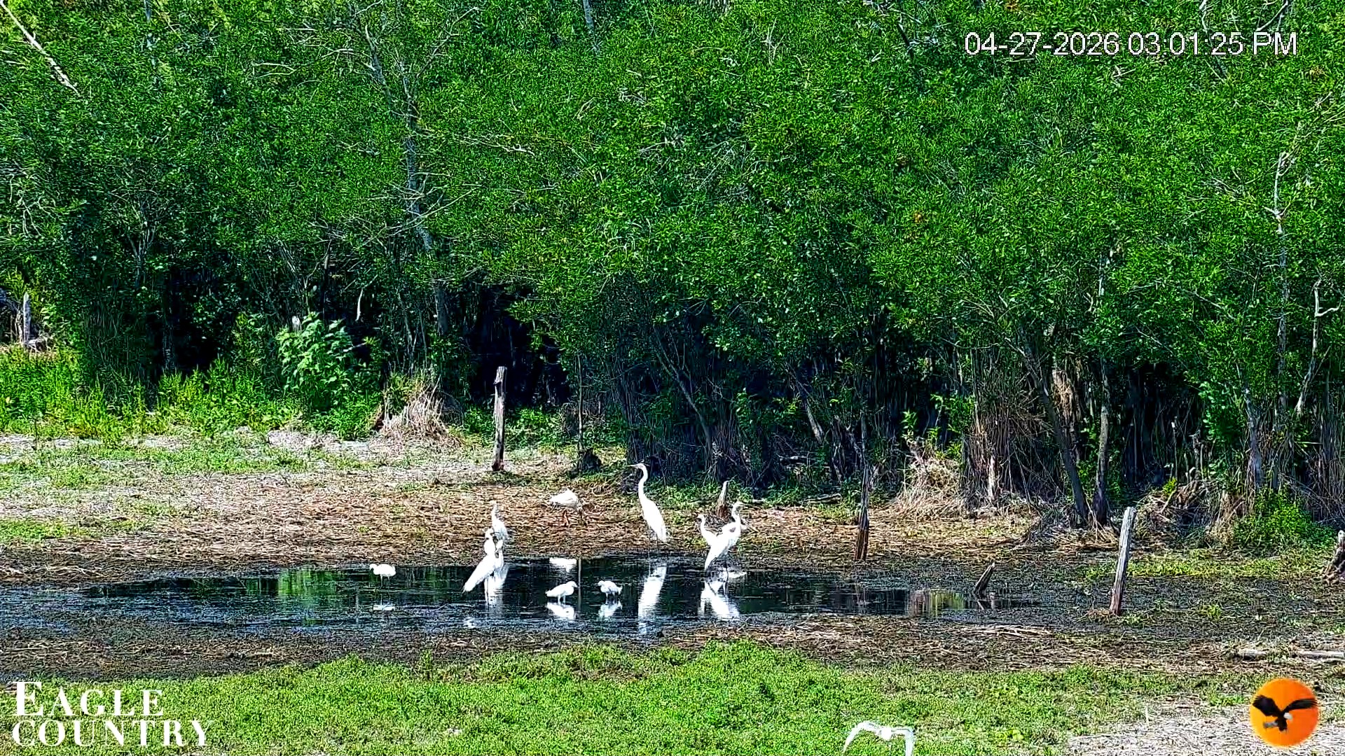Snapshot of Southwest Florida River Wildlife Live Cams taken Apr 27, 2026, 10:45pm EDT