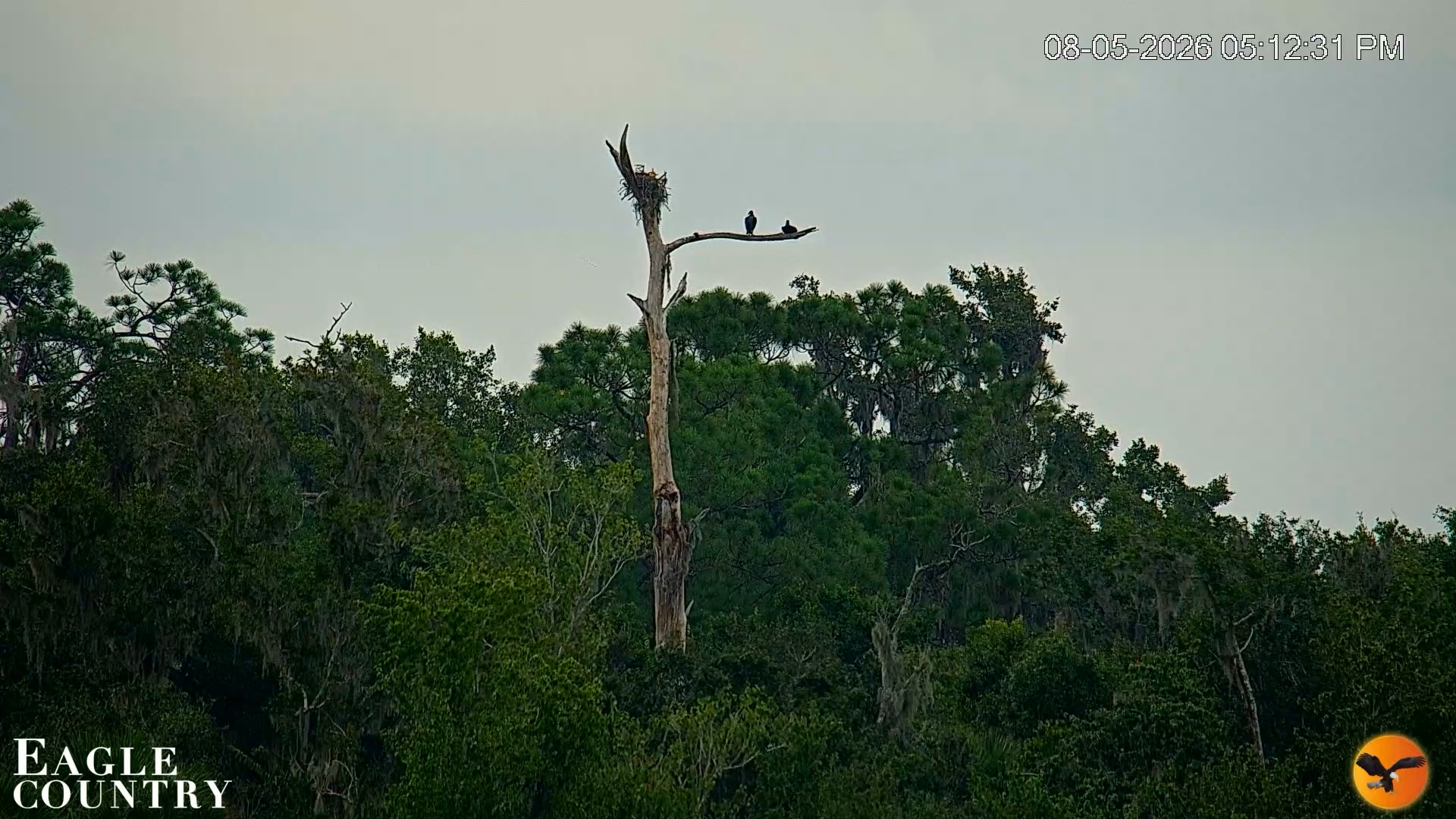 Snapshot of Southwest Florida River Wildlife Live Cams taken Aug 5, 2026, 5:13pm EDT