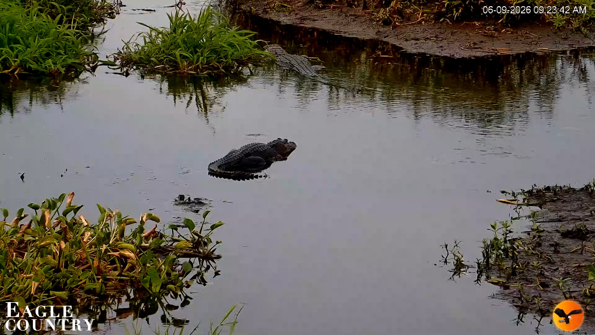 Snapshot of Southwest Florida River Wildlife Live Cams taken Jun 9, 2026, 9:24am EDT