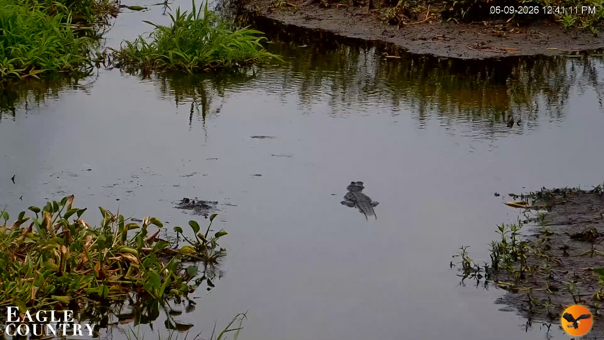 Snapshot of Southwest Florida River Wildlife Live Cams taken Jun 9, 2026, 12:41pm EDT