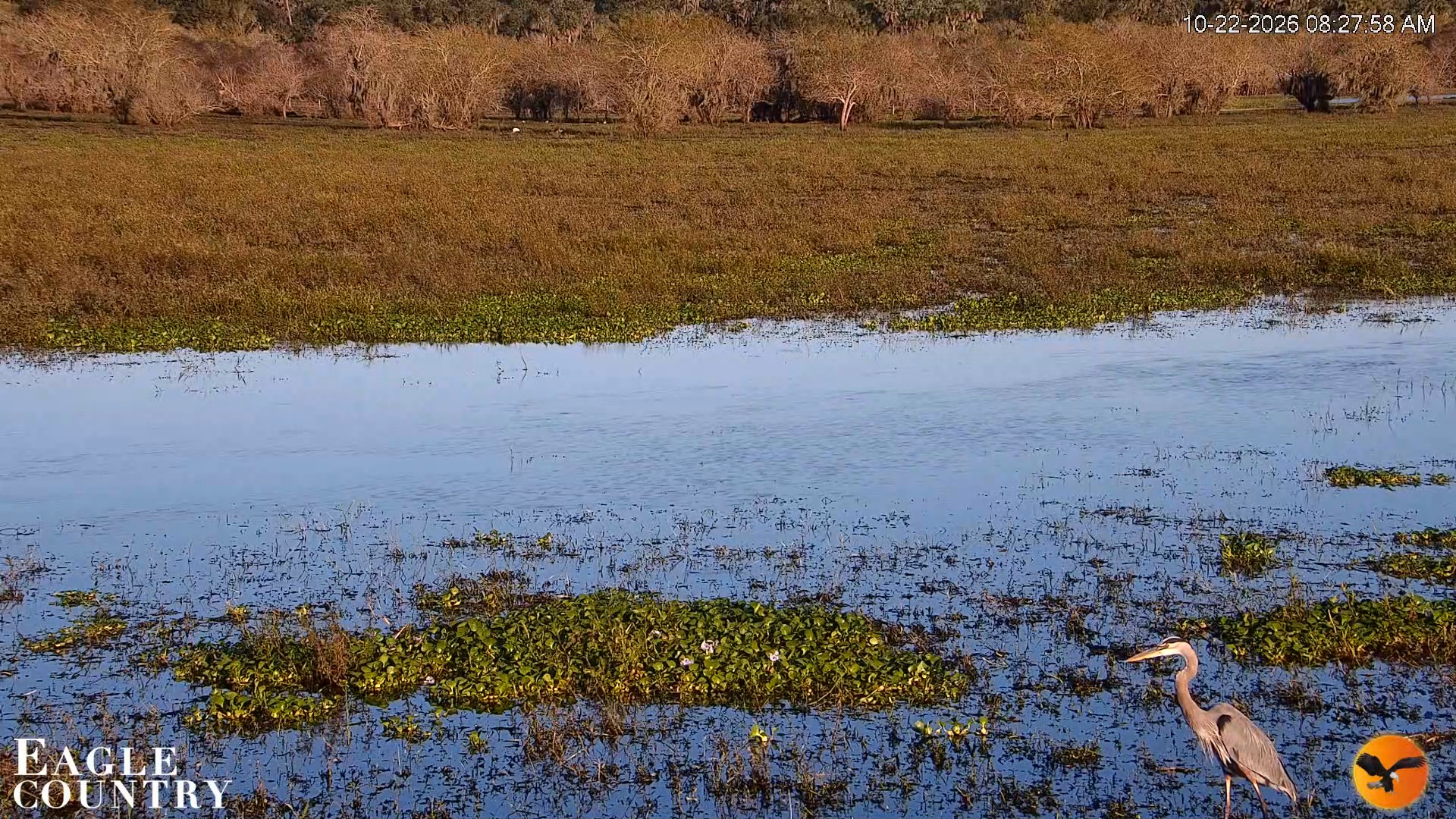 Snapshot of Southwest Florida River Wildlife Live Cams taken Oct 22, 2026, 8:28am EDT