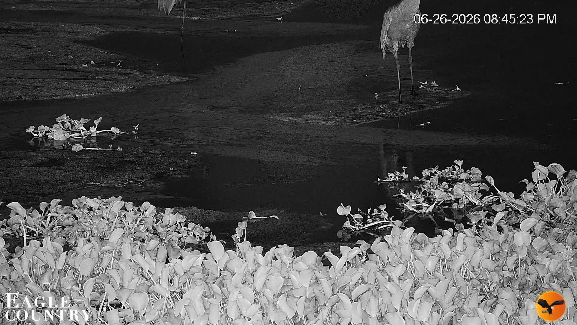 Snapshot of Southwest Florida River Wildlife Live Cams taken Jun 26, 2026, 8:46pm EDT