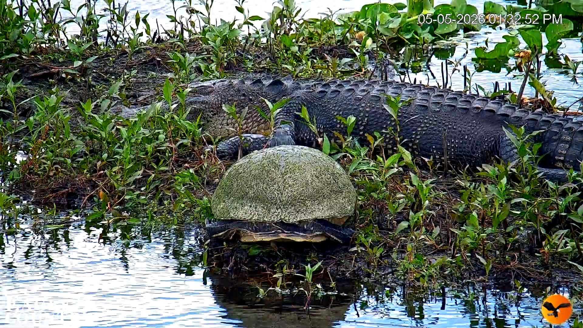 Snapshot of Southwest Florida River Wildlife Live Cams taken May 5, 2026, 1:34pm EDT