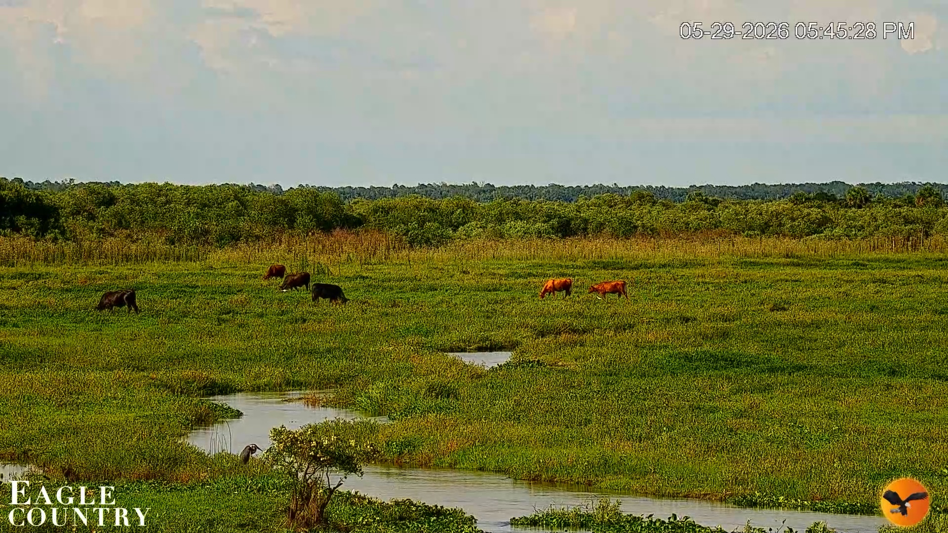 Snapshot of Southwest Florida River Wildlife Live Cams taken May 29, 2026, 5:47pm EDT