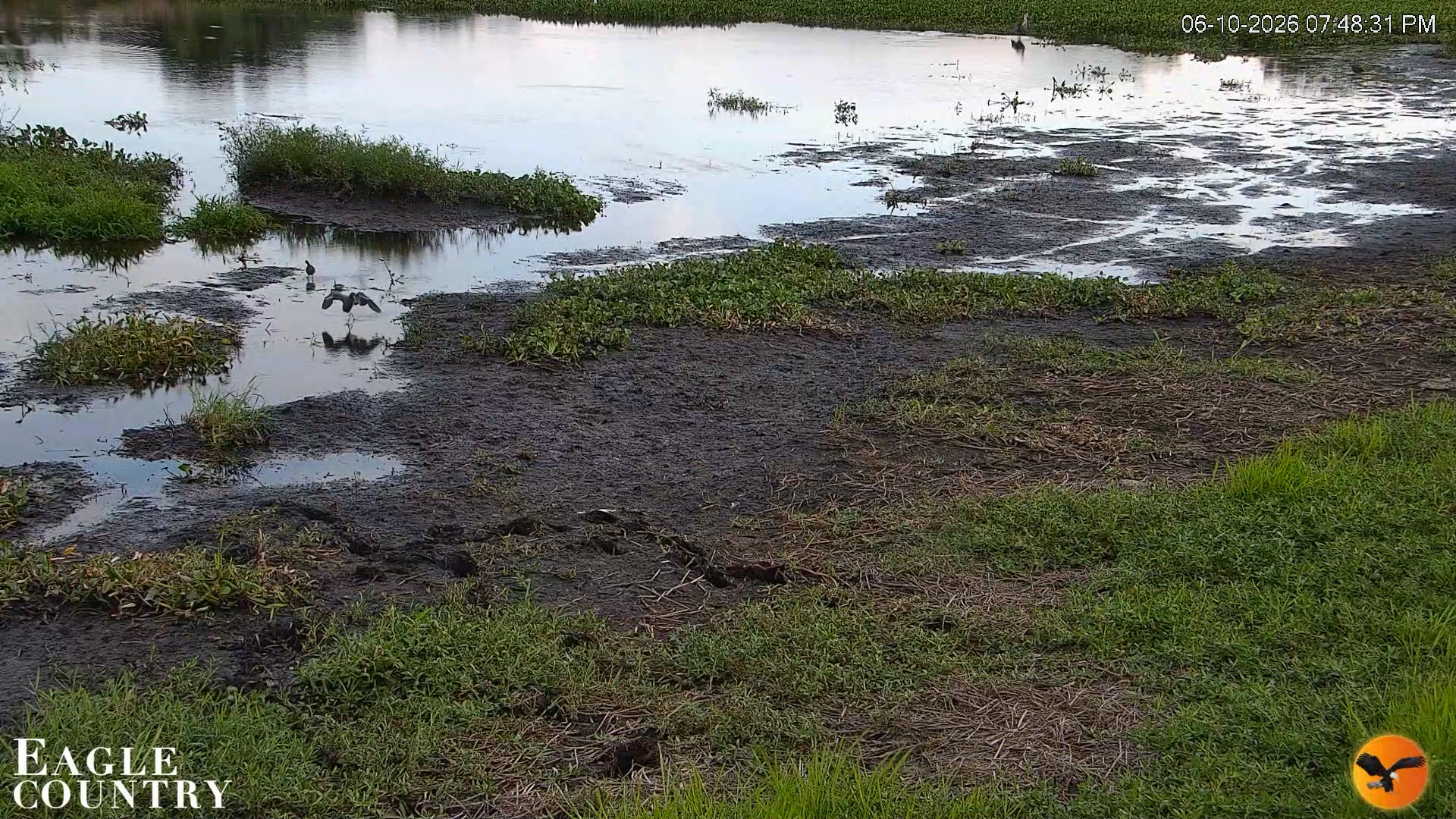 Snapshot of Southwest Florida River Wildlife Live Cams taken Jun 10, 2026, 7:49pm EDT
