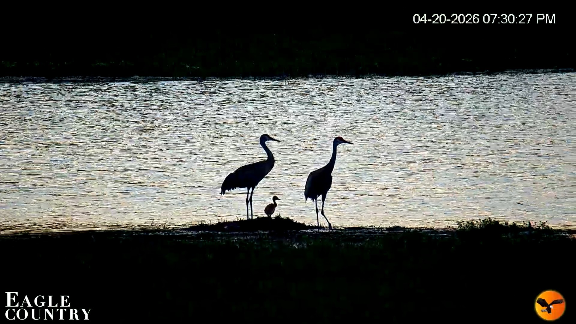 Snapshot of Southwest Florida River Wildlife Live Cams taken Apr 20, 2026, 7:39pm EDT