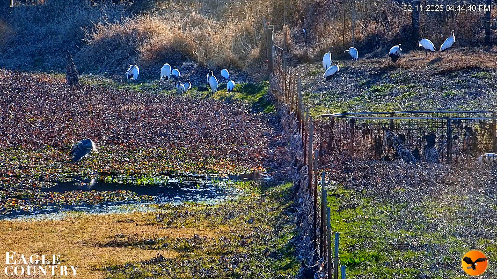 Snapshot of Southwest Florida River Wildlife Live Cams taken Feb 11, 2026, 4:46pm EST