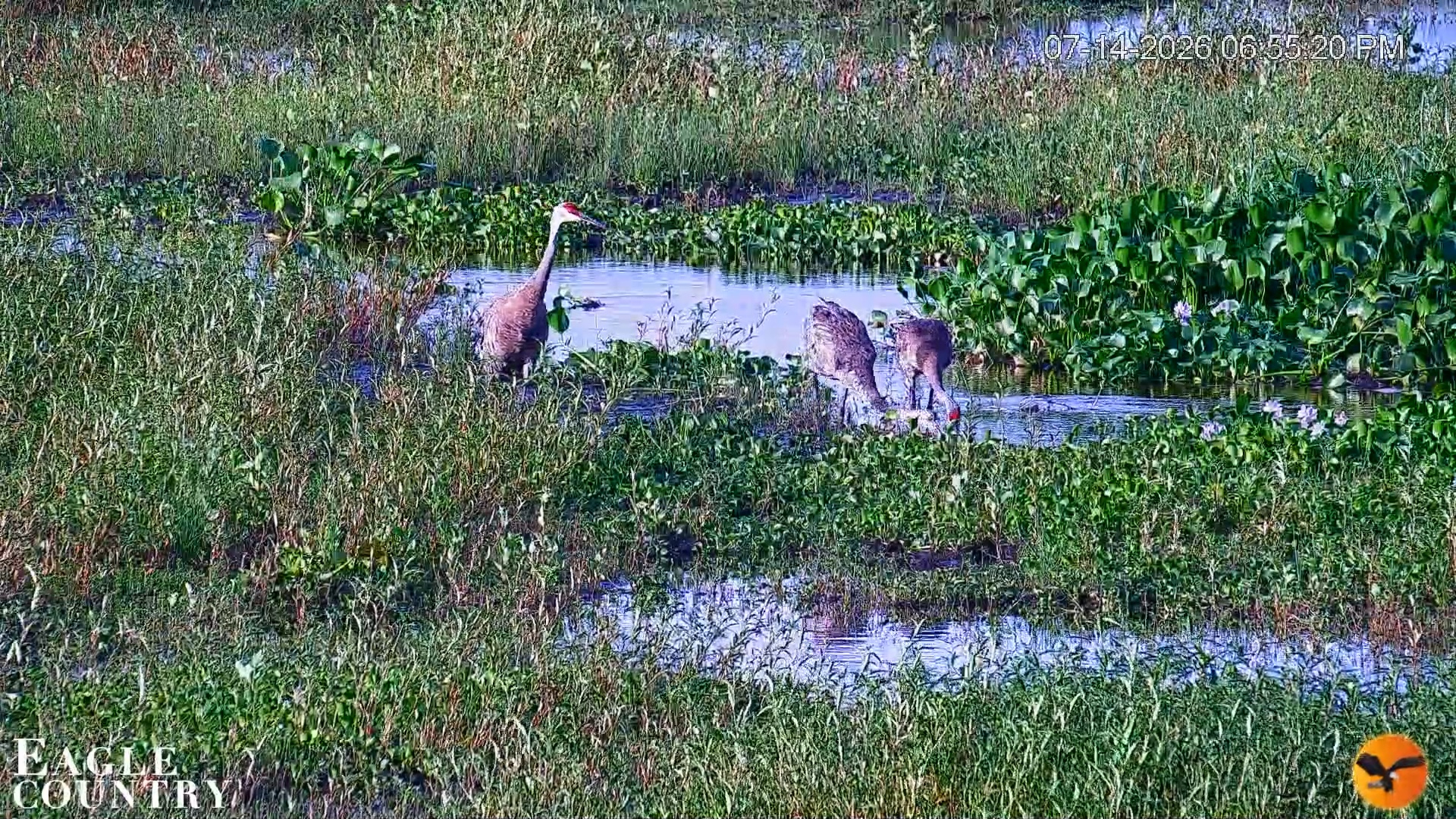 Snapshot of Southwest Florida River Wildlife Live Cams taken Jul 14, 2026, 6:58pm EDT