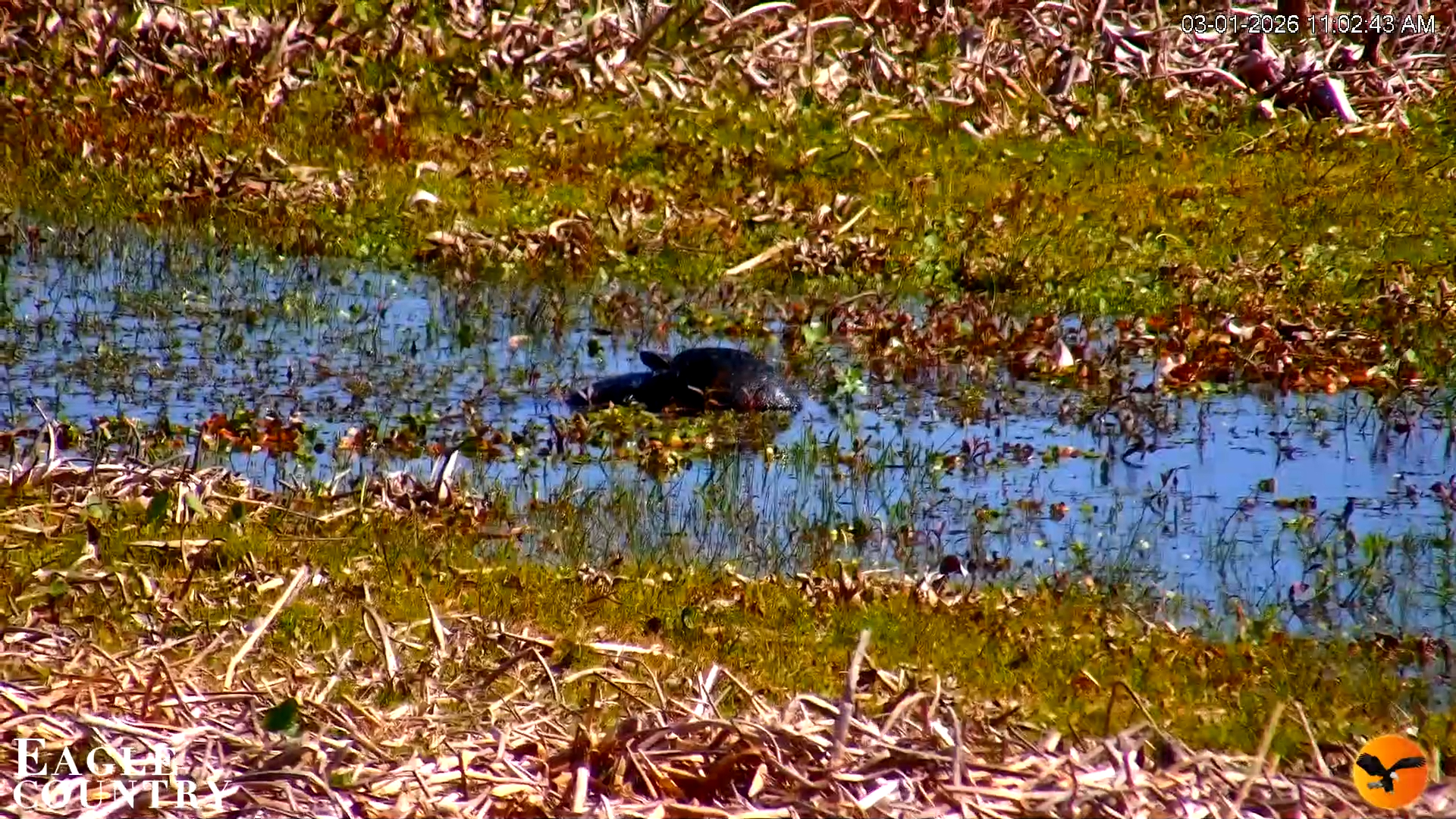 Snapshot of Southwest Florida River Wildlife Live Cams taken Mar 1, 2026, 5:32pm EST