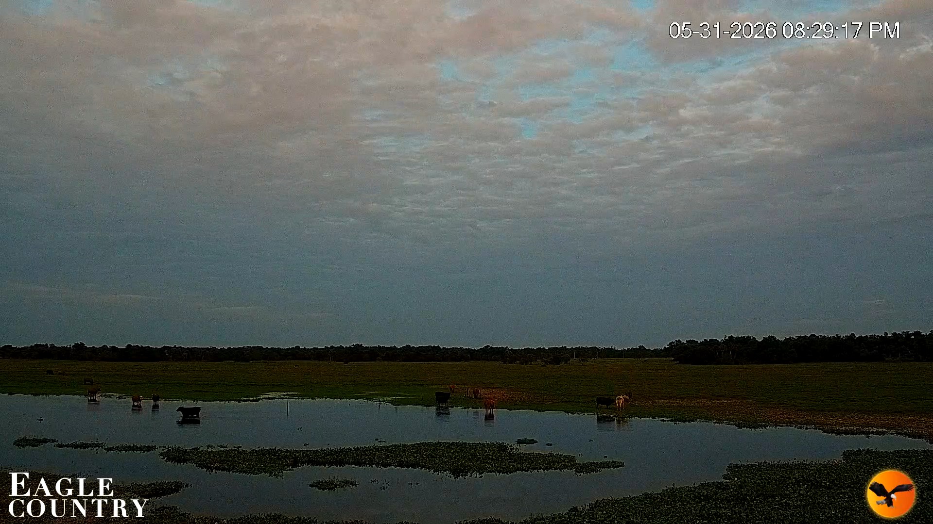 Snapshot of Southwest Florida River Wildlife Live Cams taken May 31, 2026, 8:30pm EDT