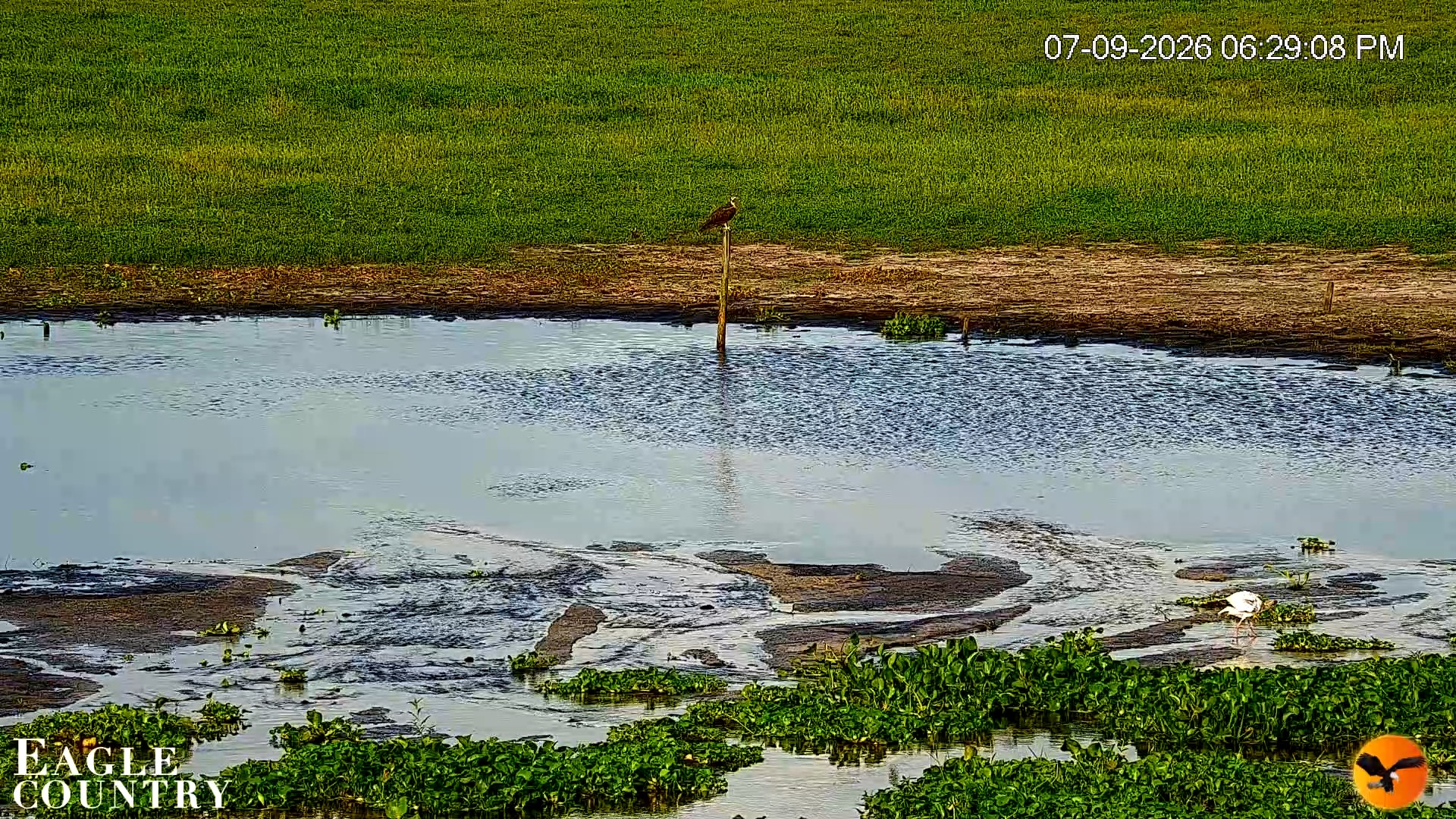 Snapshot of Southwest Florida River Wildlife Live Cams taken Jul 9, 2026, 6:30pm EDT