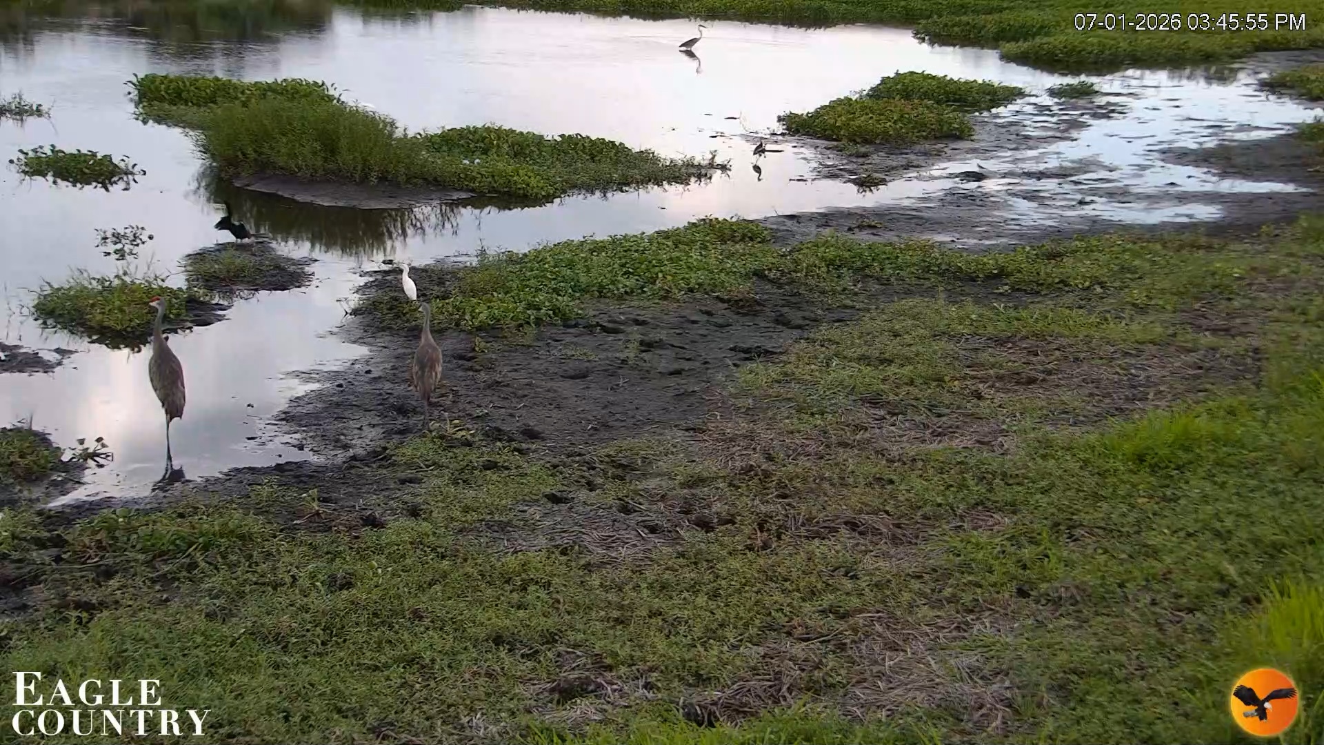 Snapshot of Southwest Florida River Wildlife Live Cams taken Jul 1, 2026, 3:46pm EDT