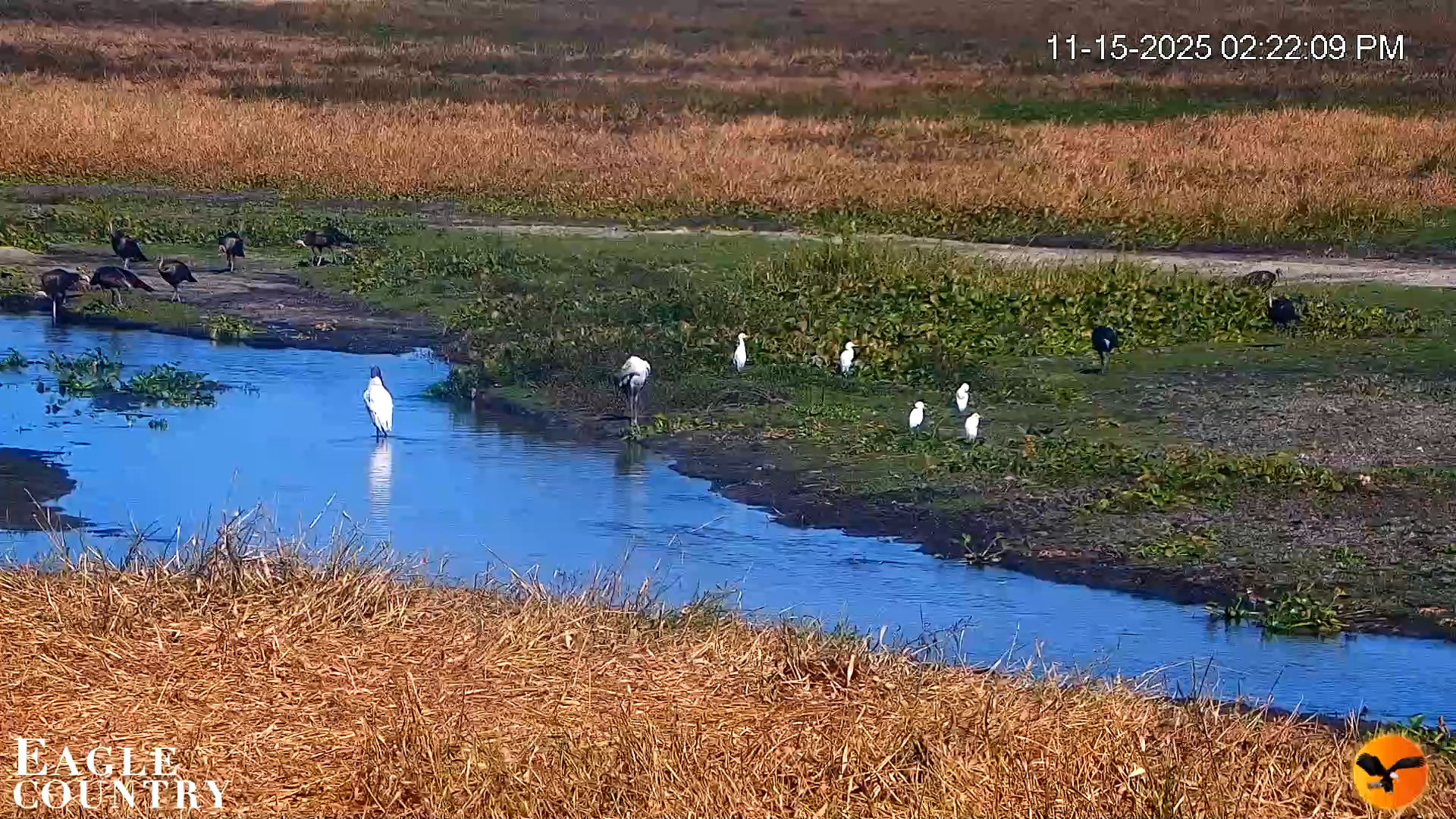 Snapshot of Southwest Florida River Wildlife Live Cams taken Nov 15, 2025, 2:28pm EST