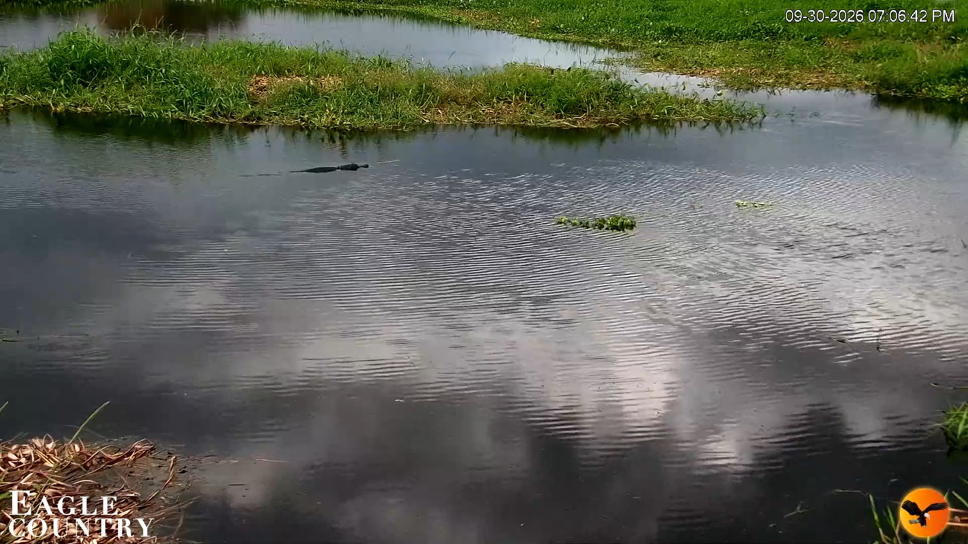 Snapshot of Southwest Florida River Wildlife Live Cams taken Sep 30, 2026, 7:06pm EDT