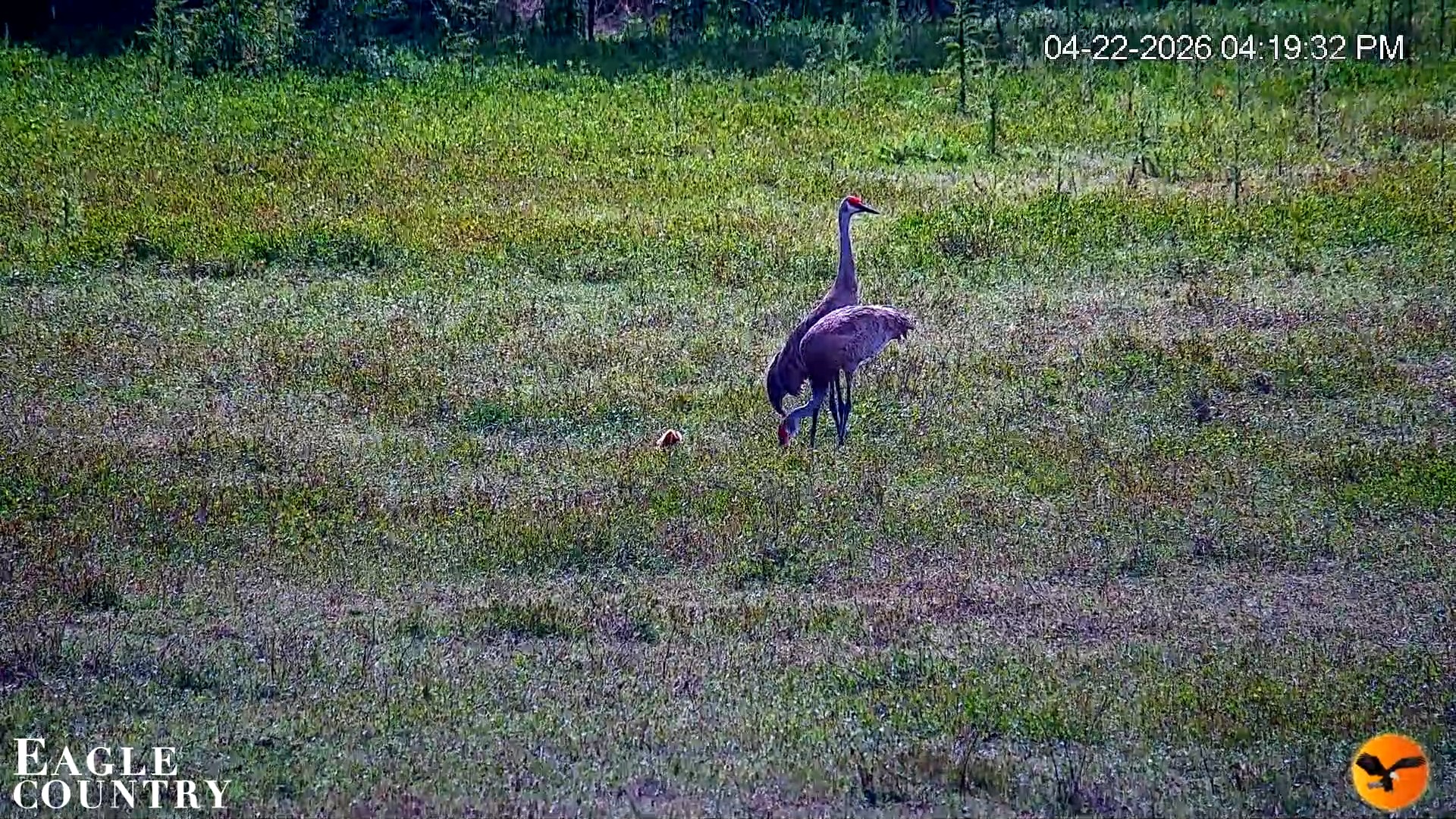 Snapshot of Southwest Florida River Wildlife Live Cams taken Apr 22, 2026, 4:20pm EDT