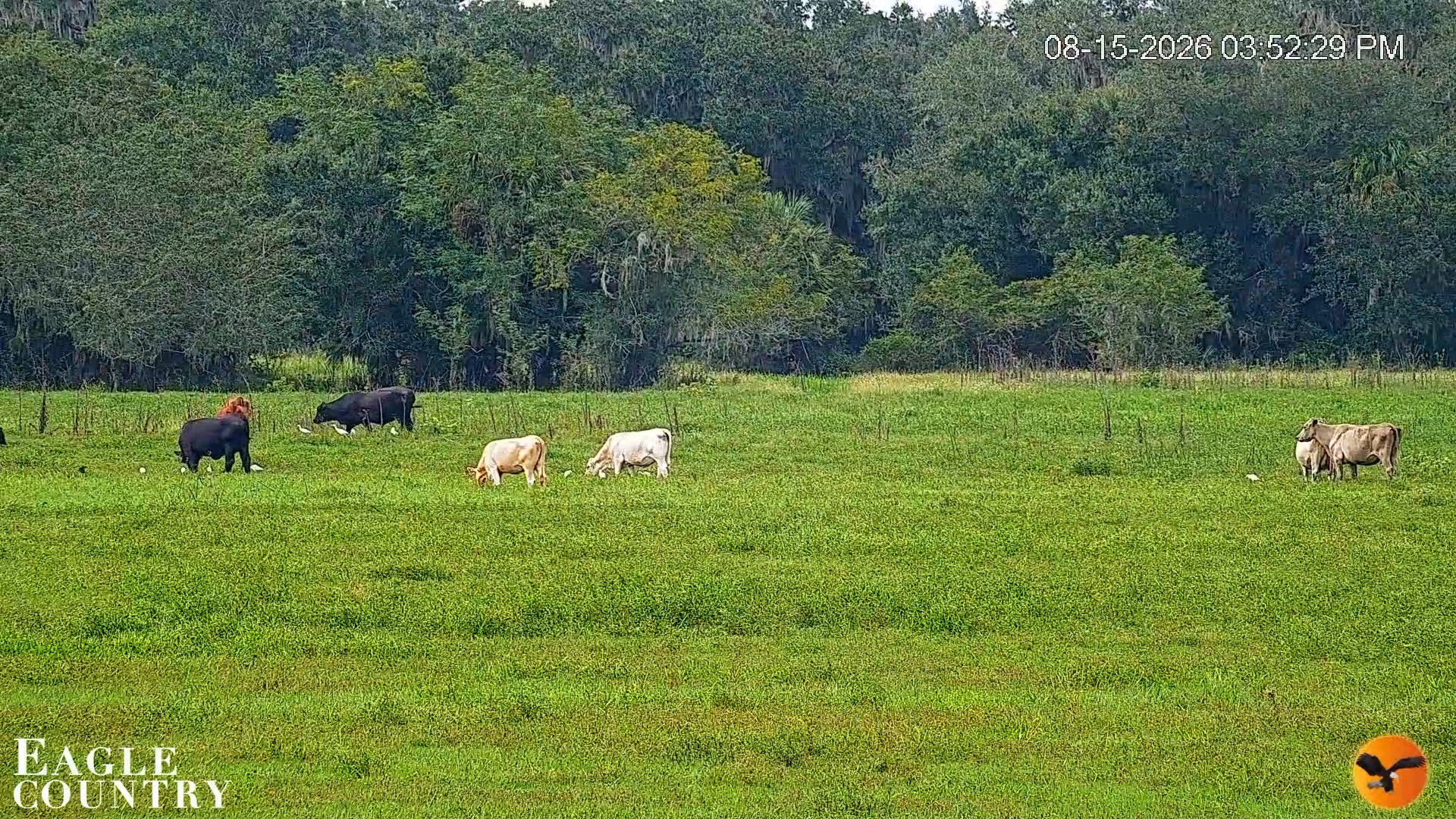Snapshot of Southwest Florida River Wildlife Live Cams taken Aug 15, 2026, 5:52pm EDT