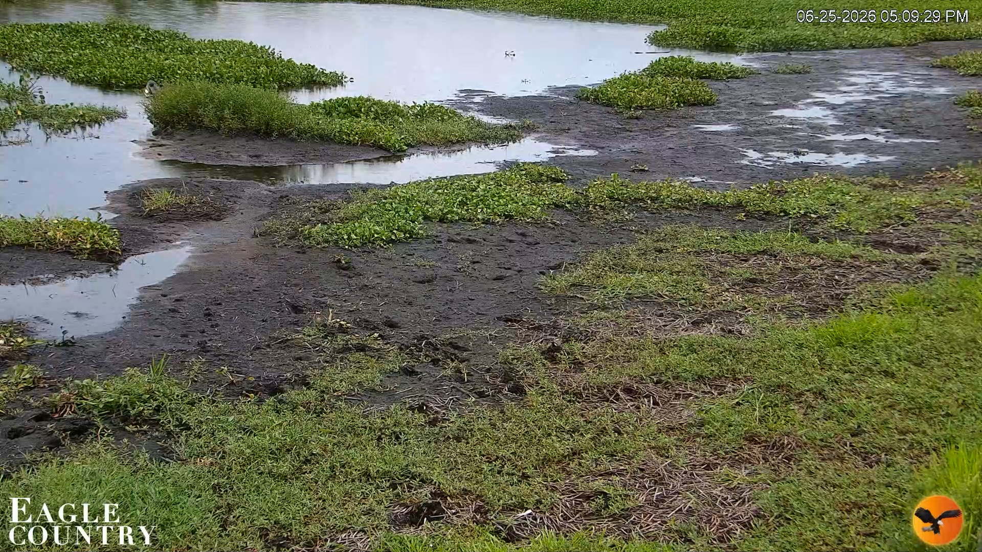 Snapshot of Southwest Florida River Wildlife Live Cams taken Jun 25, 2026, 5:10pm EDT