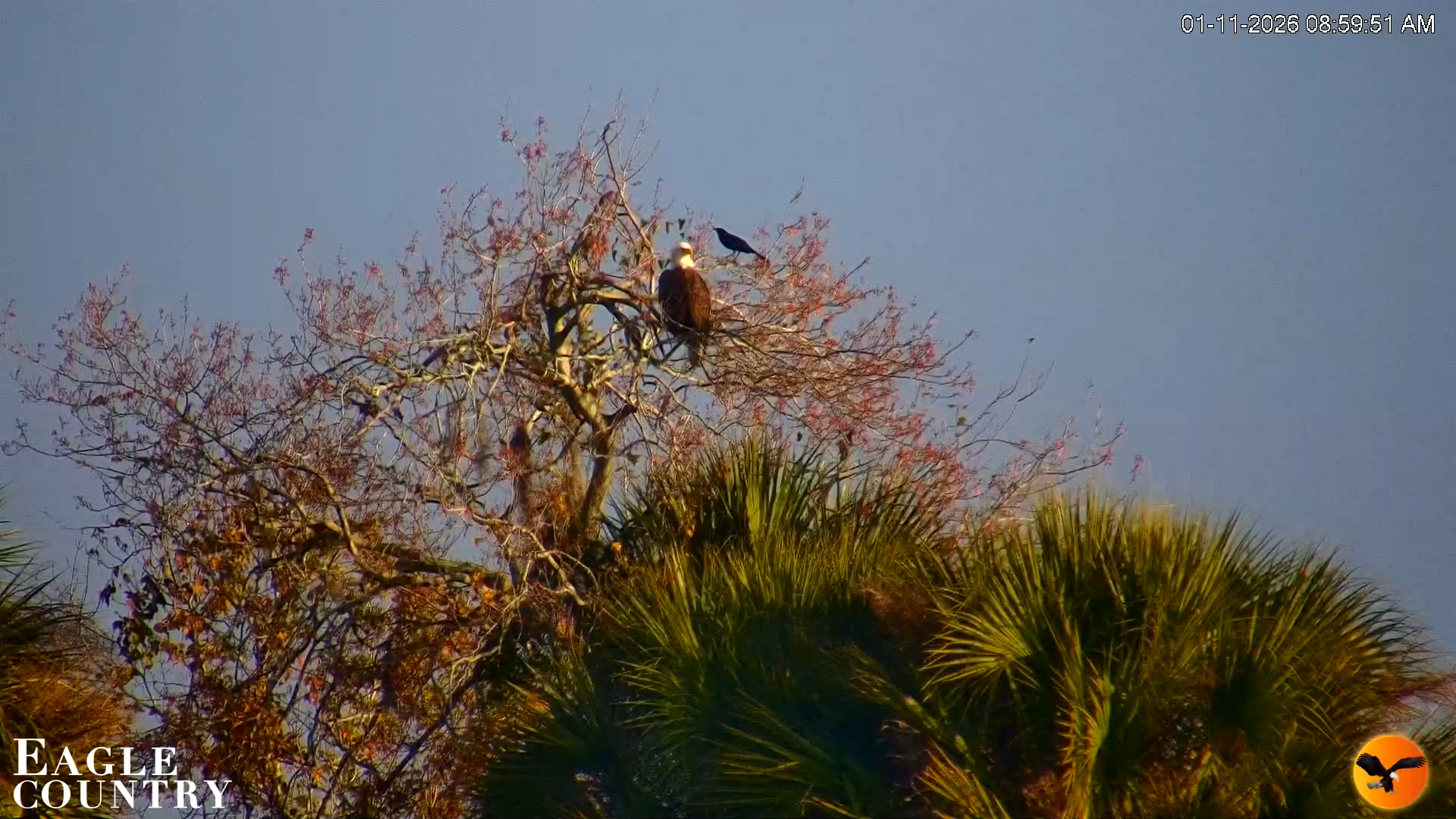 Snapshot of Southwest Florida River Wildlife Live Cams taken Jan 11, 2026, 9:01am EST