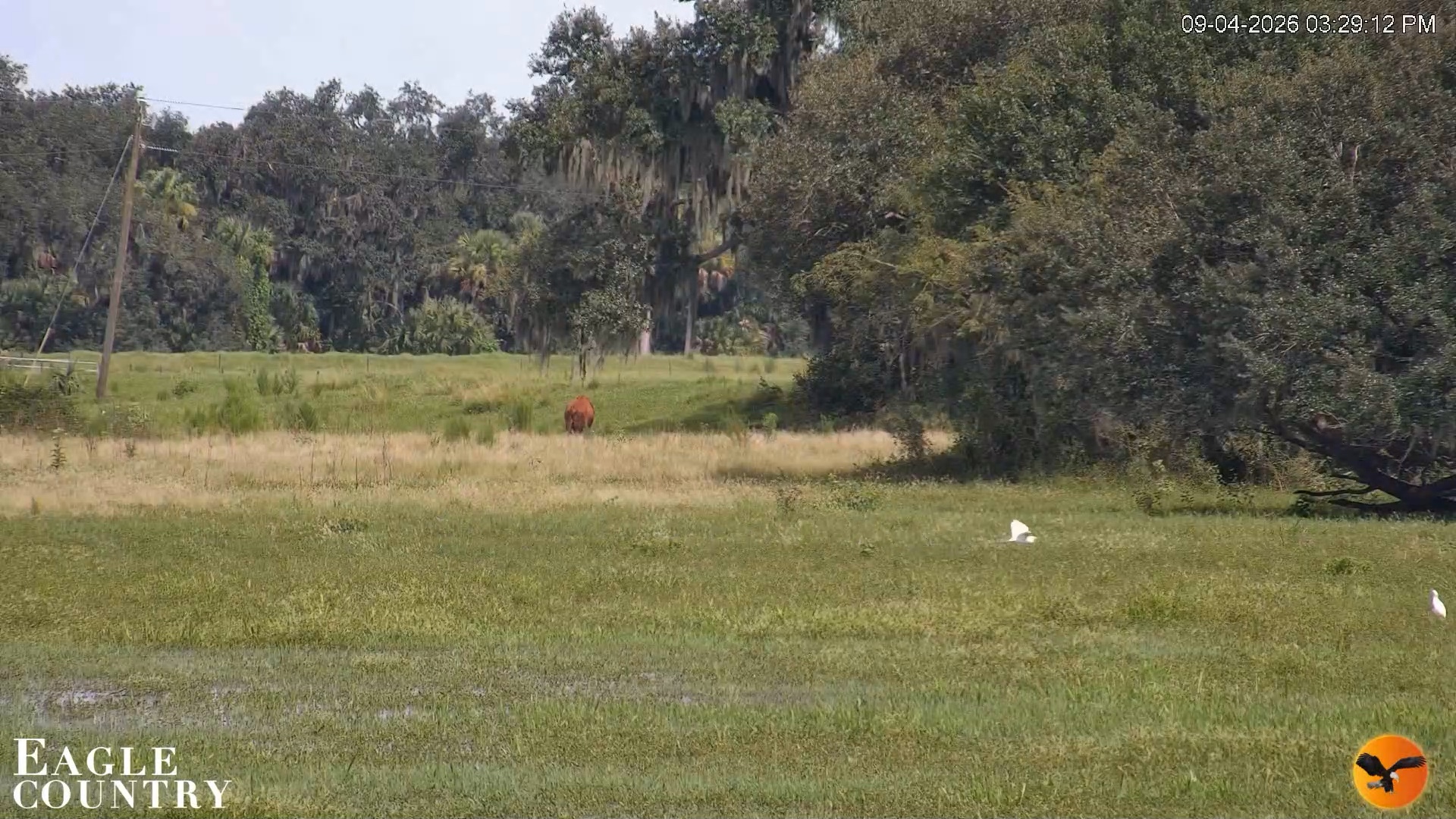 Snapshot of Southwest Florida River Wildlife Live Cams taken Sep 4, 2026, 3:29pm EDT
