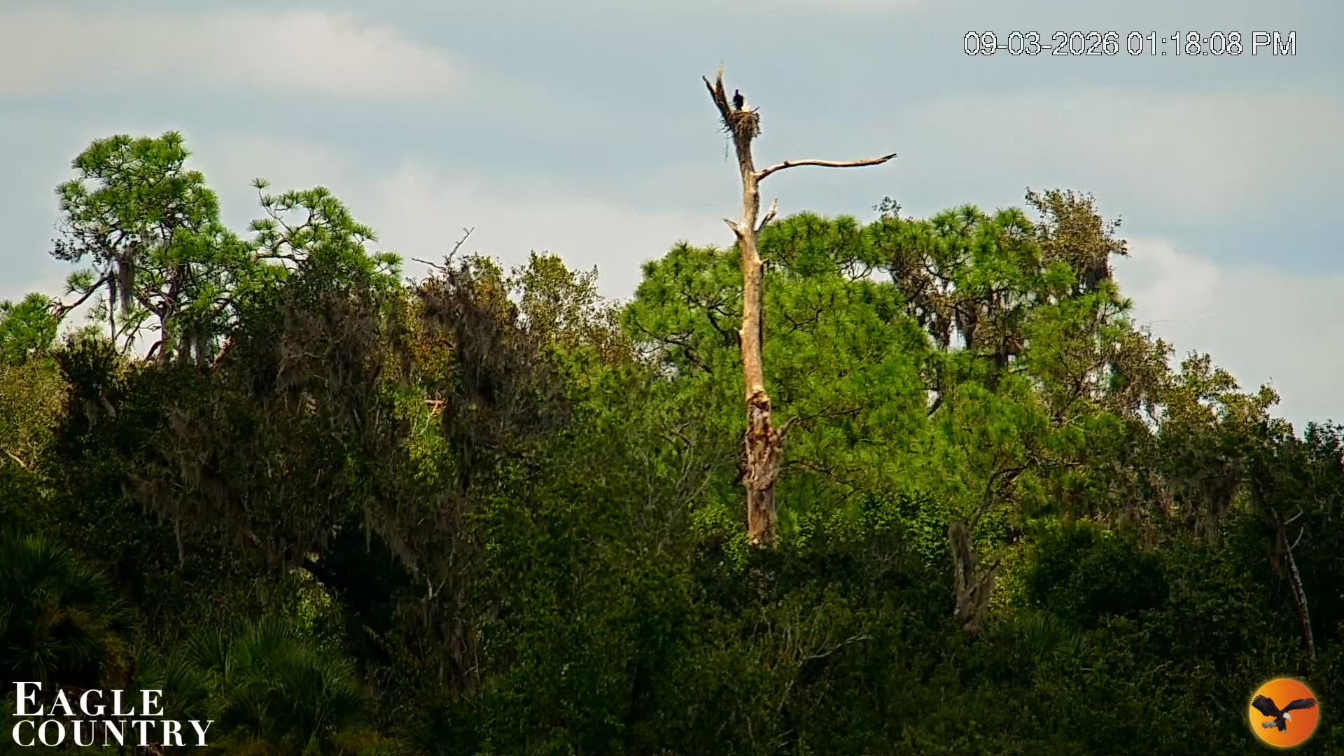 Snapshot of Southwest Florida River Wildlife Live Cams taken Sep 3, 2026, 1:18pm EDT