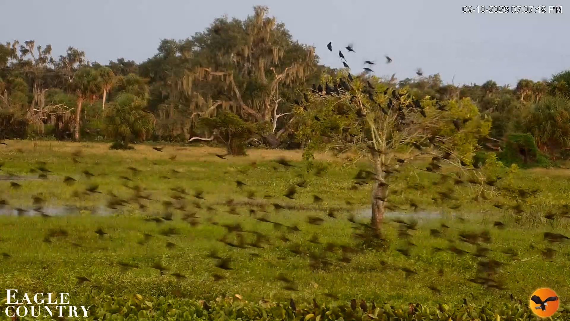 Snapshot of Southwest Florida River Wildlife Live Cams taken Sep 10, 2026, 7:08pm EDT
