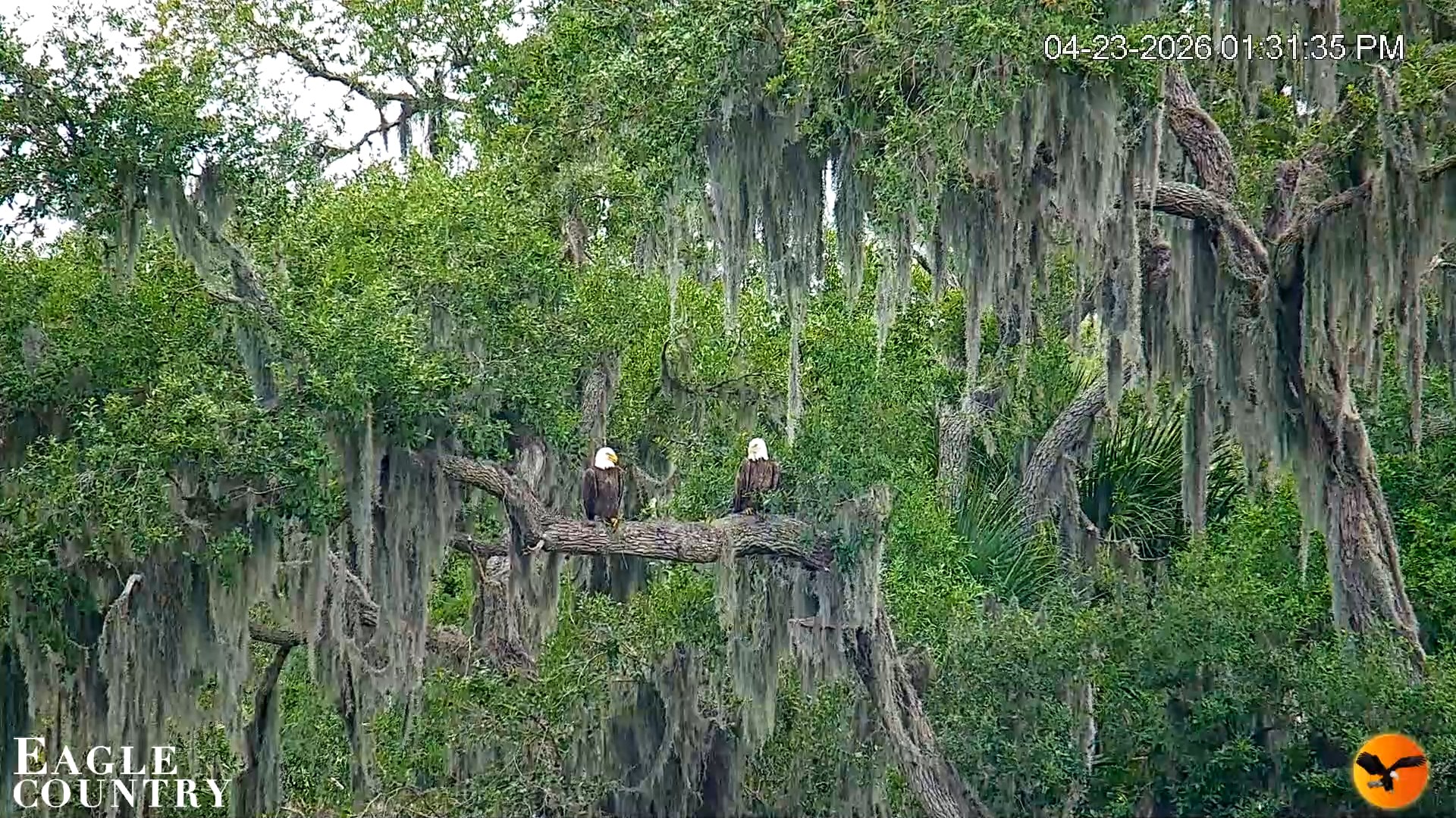 Snapshot of Southwest Florida River Wildlife Live Cams taken Apr 23, 2026, 1:32pm EDT