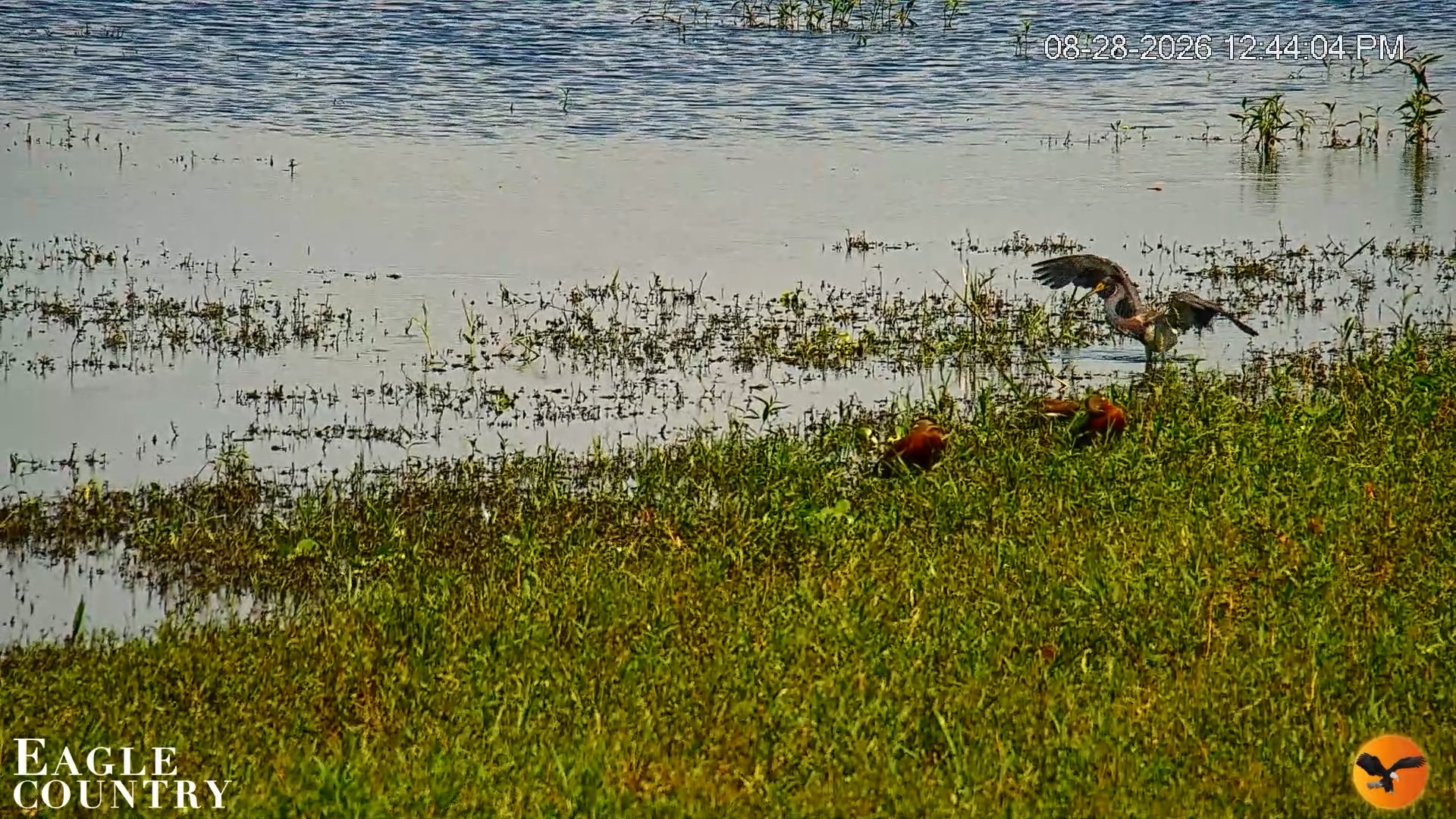 Snapshot of Southwest Florida River Wildlife Live Cams taken Aug 28, 2026, 12:45pm EDT