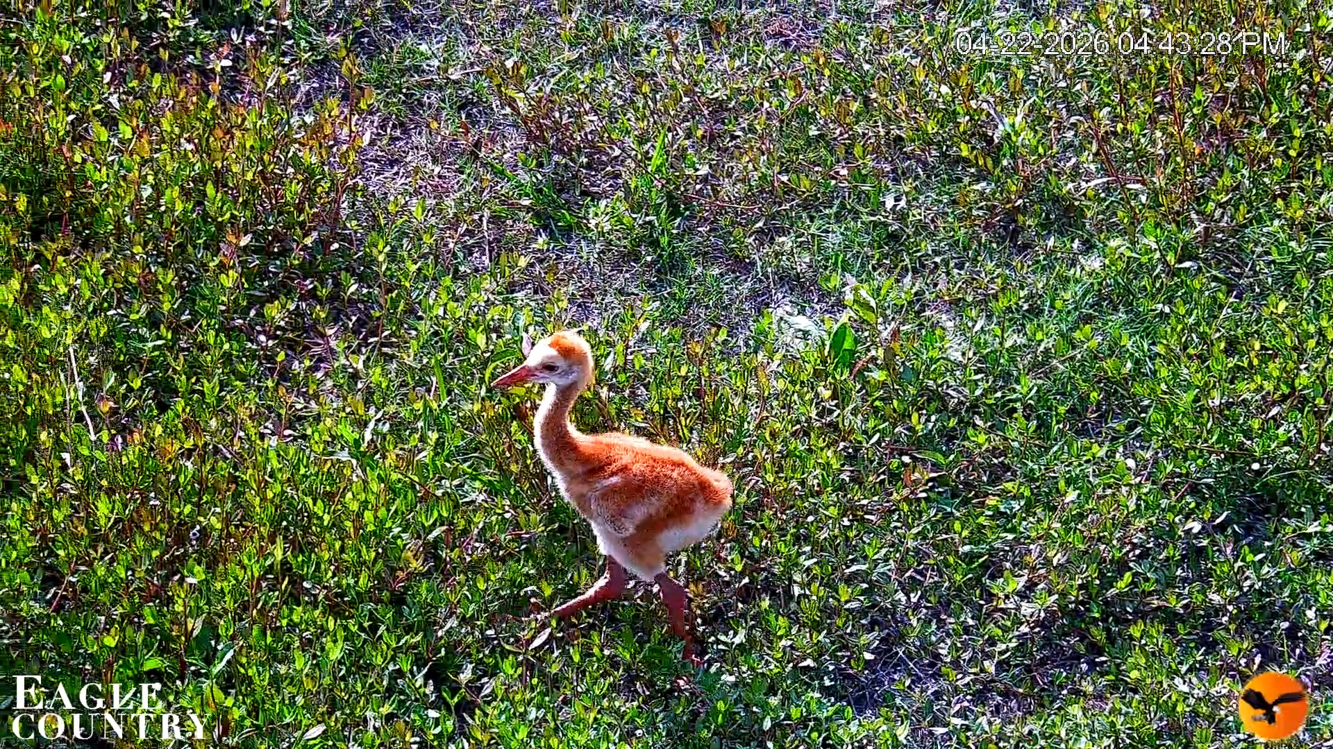 Snapshot of Southwest Florida River Wildlife Live Cams taken Apr 22, 2026, 8:20pm EDT
