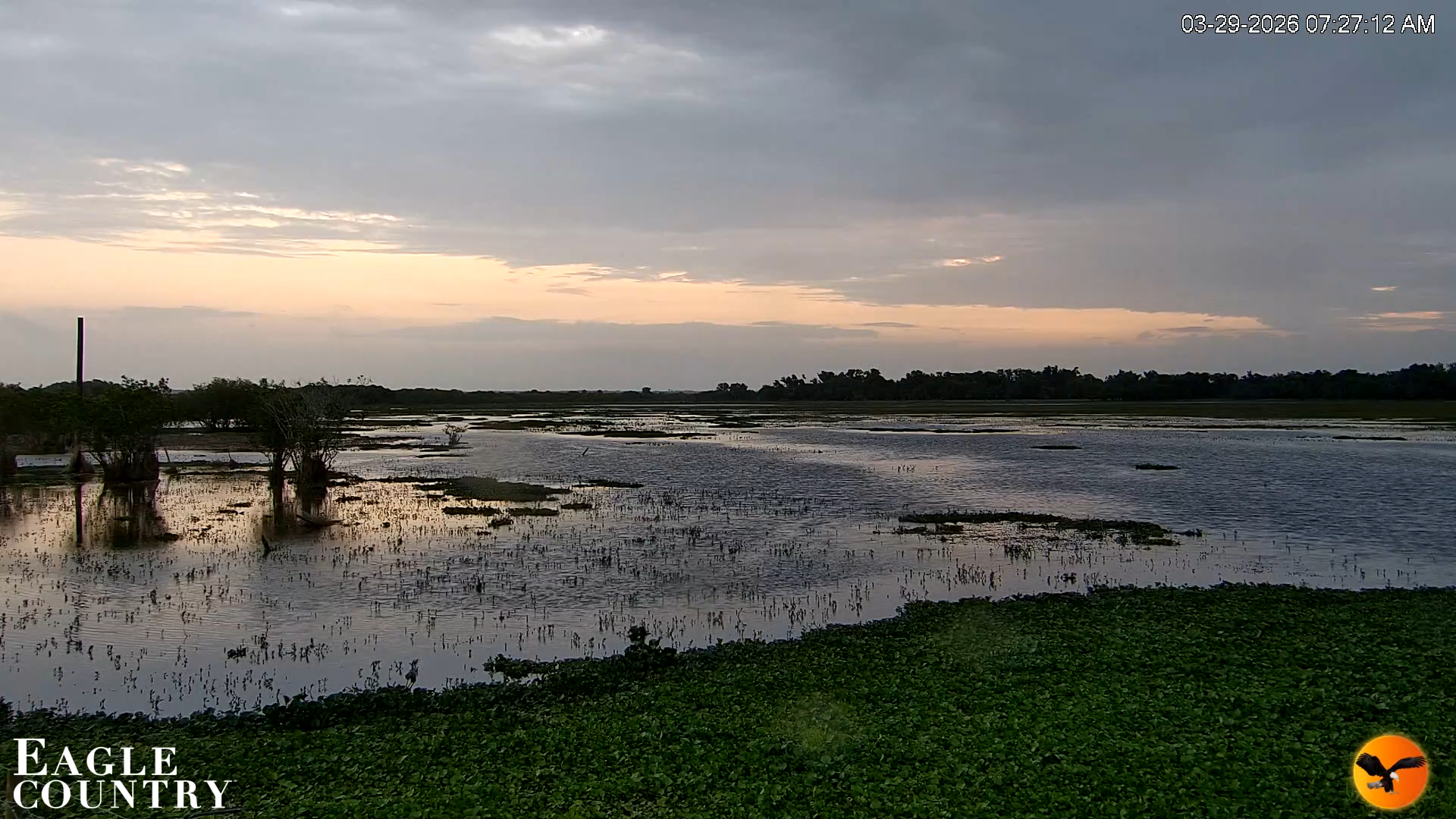 Snapshot of Southwest Florida River Wildlife Live Cams taken Mar 29, 2026, 7:28am EDT