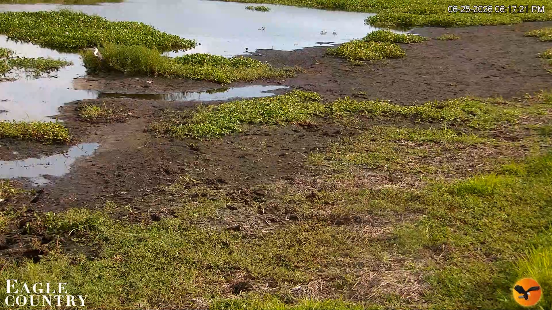 Snapshot of Southwest Florida River Wildlife Live Cams taken Jun 26, 2026, 6:17pm EDT