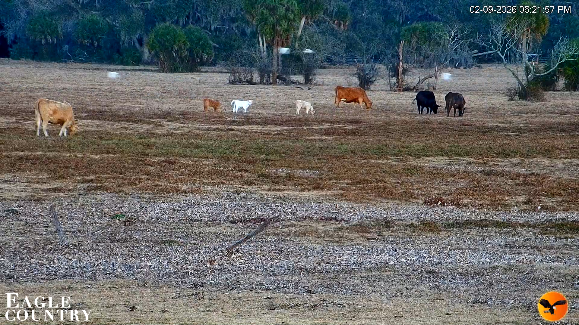 Snapshot of Southwest Florida River Wildlife Live Cams taken Feb 9, 2026, 6:22pm EST