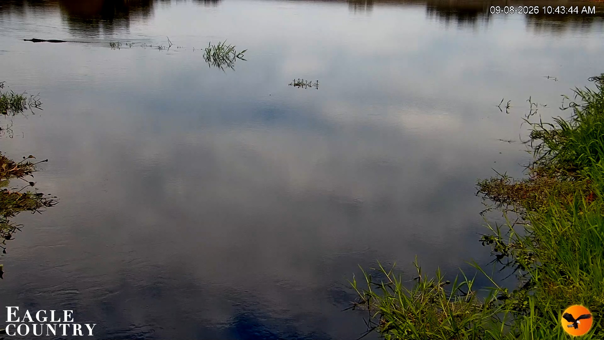 Snapshot of Southwest Florida River Wildlife Live Cams taken Sep 8, 2026, 10:44am EDT