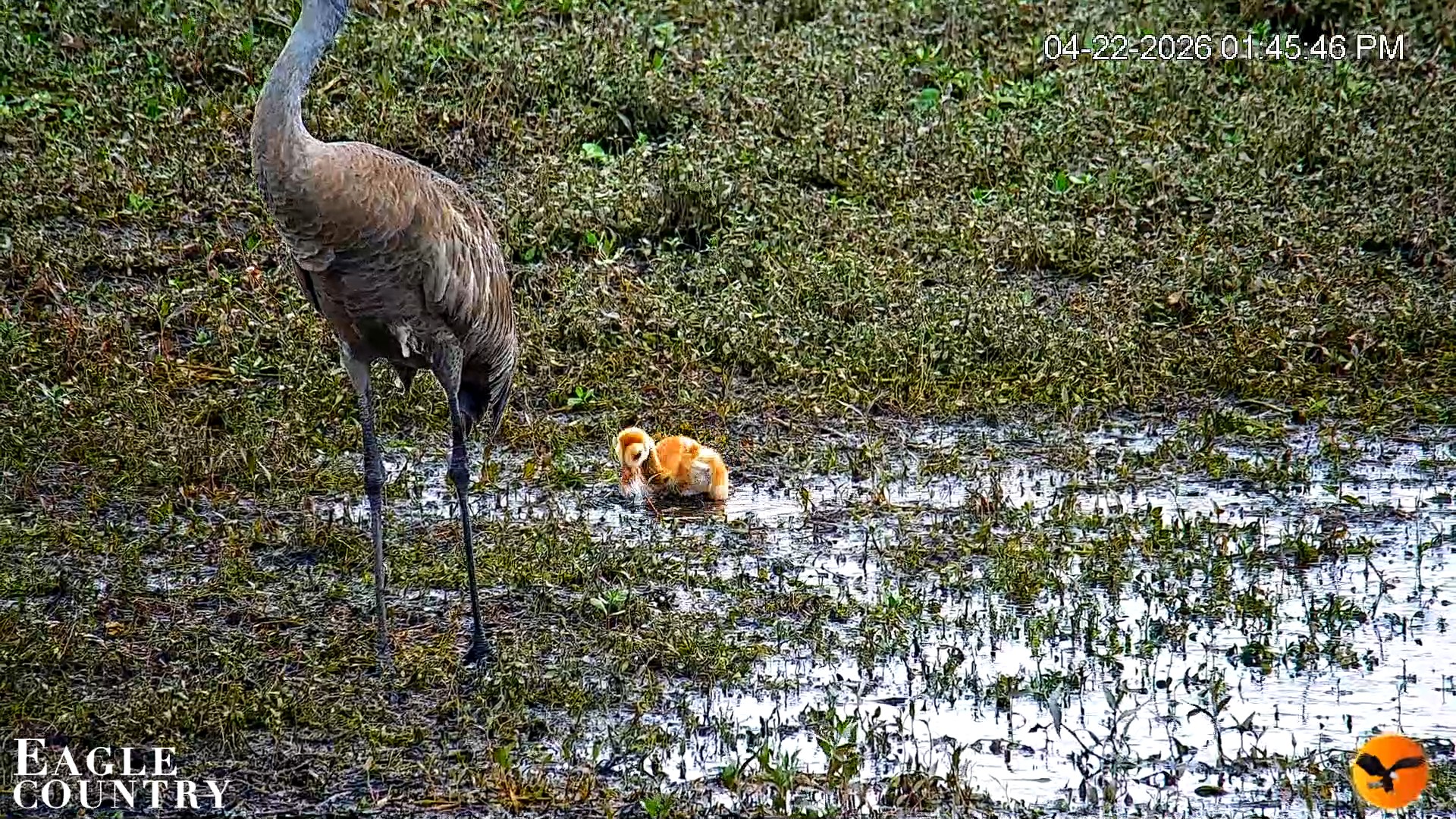 Snapshot of Southwest Florida River Wildlife Live Cams taken Apr 22, 2026, 1:46pm EDT