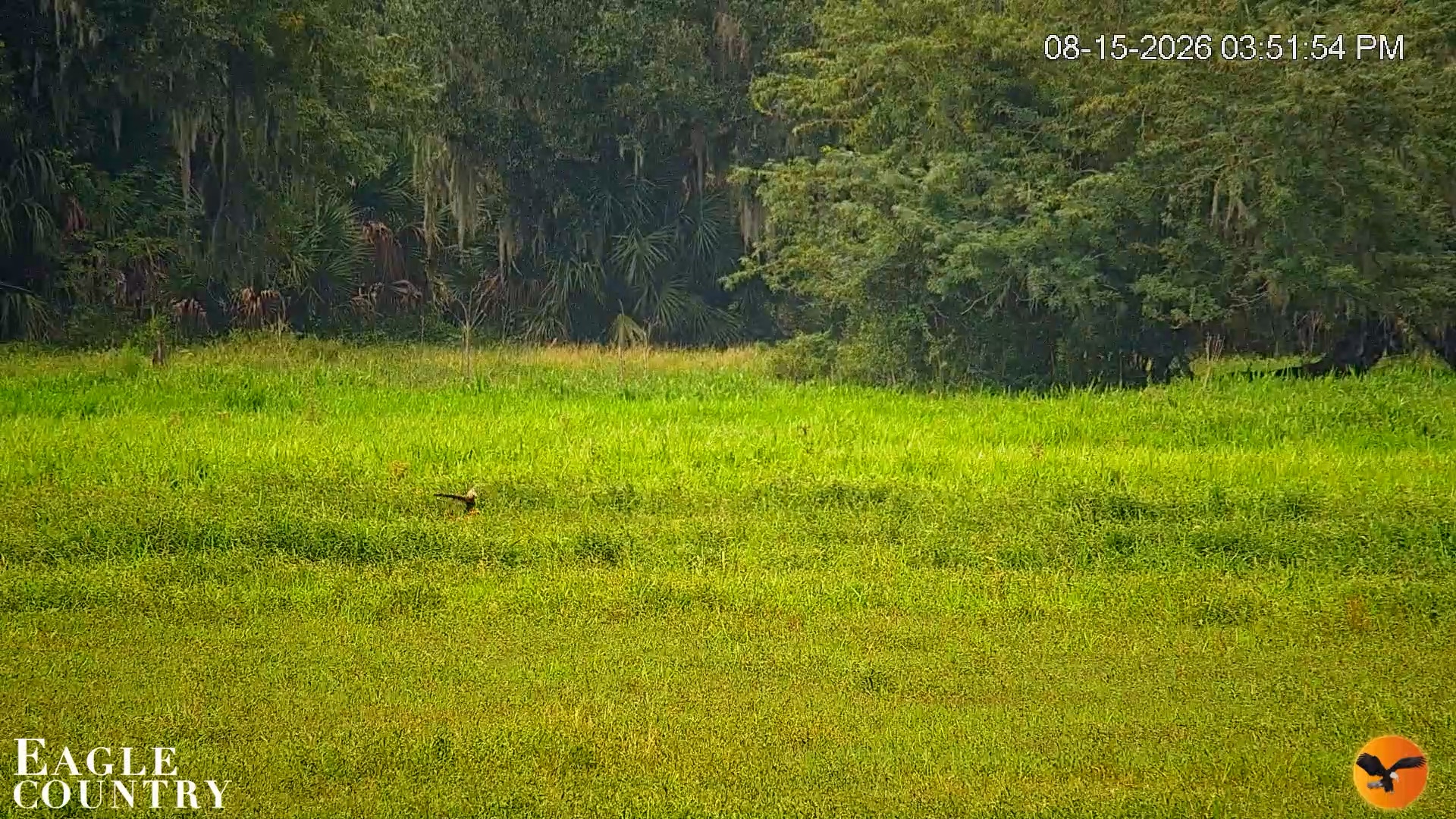 Snapshot of Southwest Florida River Wildlife Live Cams taken Aug 15, 2026, 5:51pm EDT