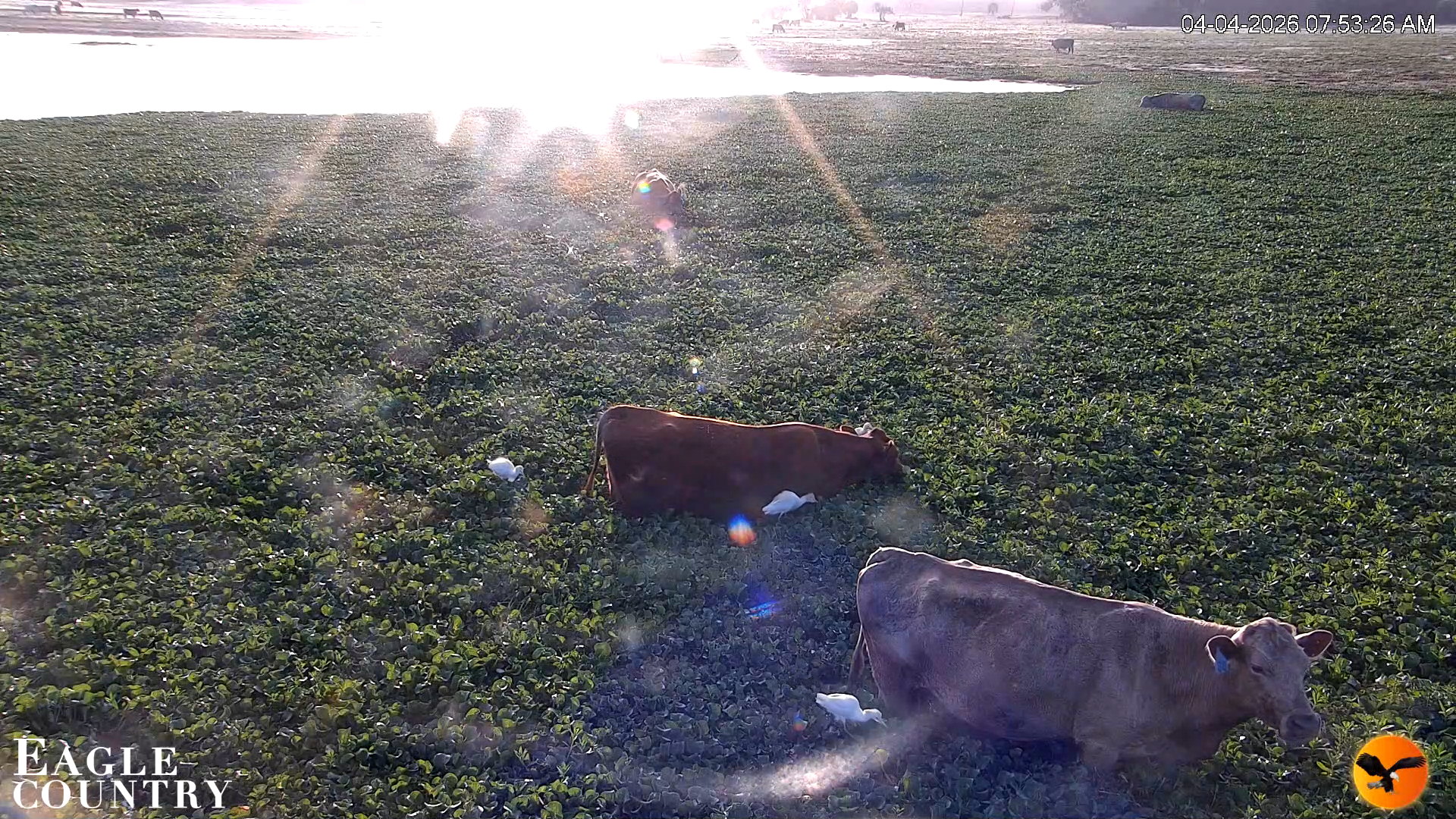 Snapshot of Southwest Florida River Wildlife Live Cams taken Apr 4, 2026, 7:54am EDT