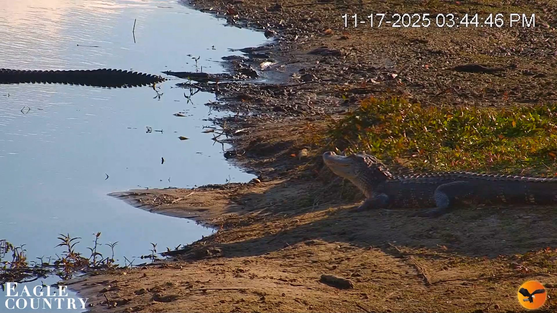 Snapshot of Southwest Florida River Wildlife Live Cams taken Nov 17, 2025, 3:50pm EST