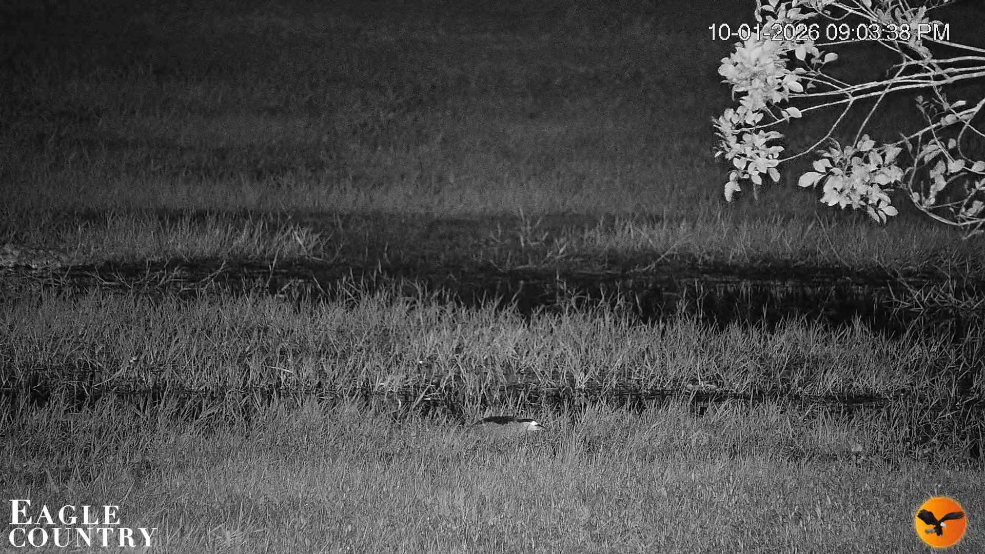Snapshot of Southwest Florida River Wildlife Live Cams taken Oct 1, 2026, 9:04pm EDT