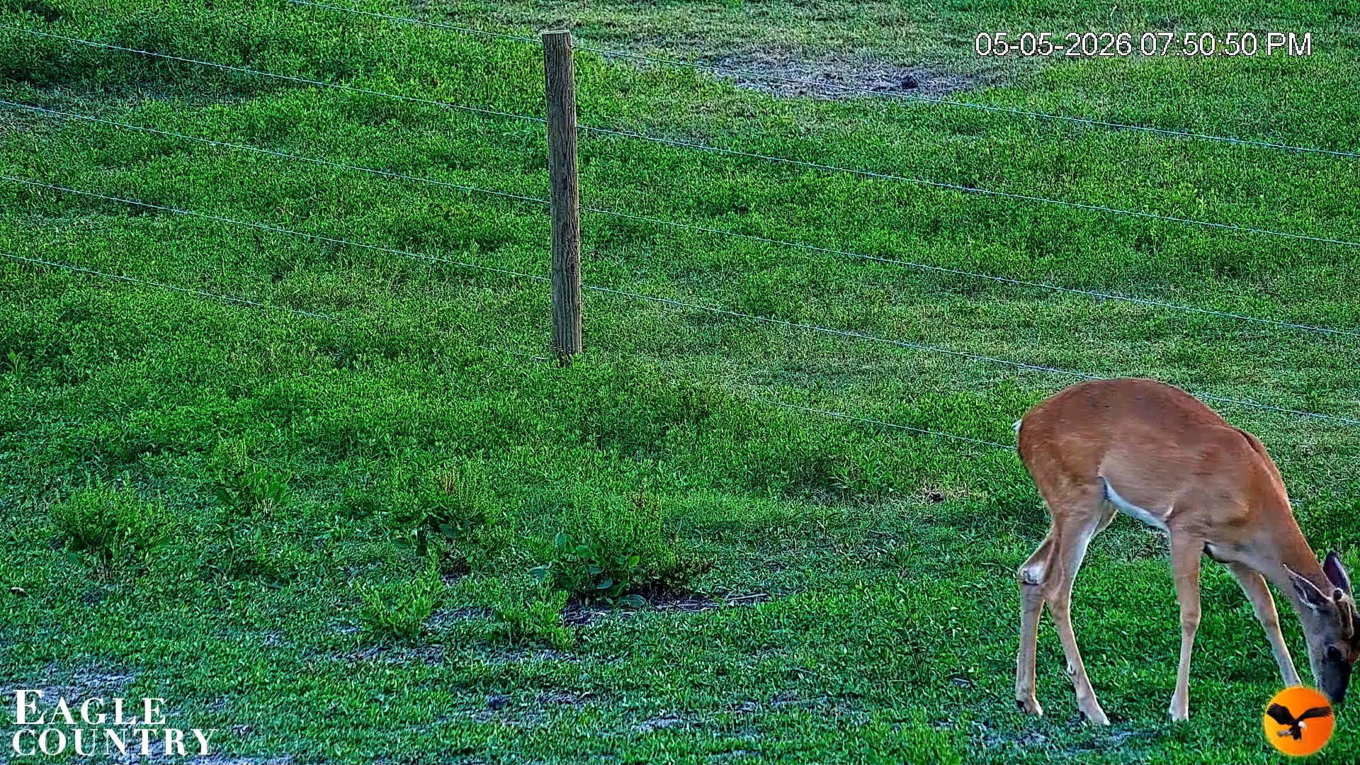 Snapshot of Southwest Florida River Wildlife Live Cams taken May 5, 2026, 7:52pm EDT