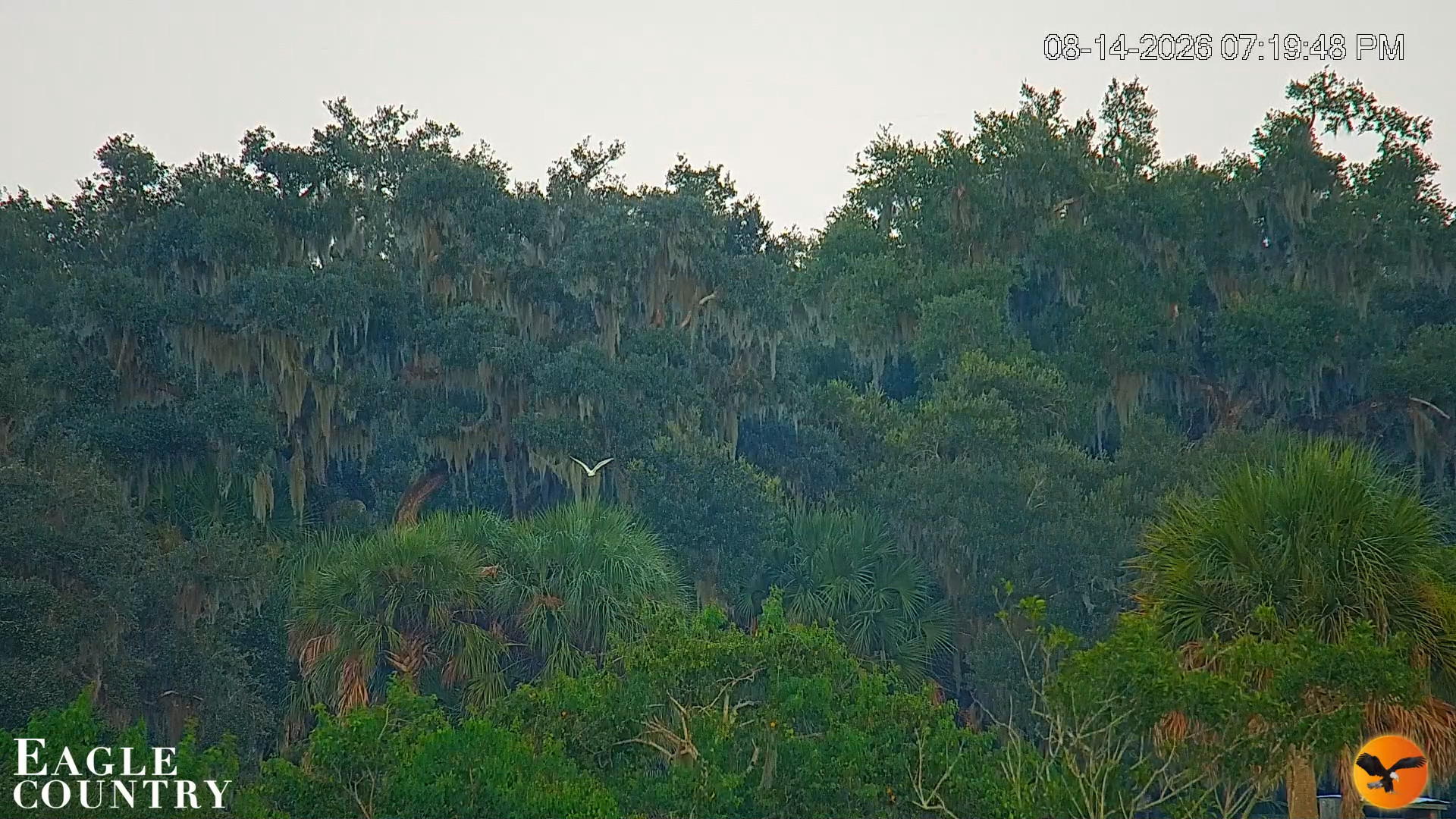 Snapshot of Southwest Florida River Wildlife Live Cams taken Aug 14, 2026, 7:20pm EDT