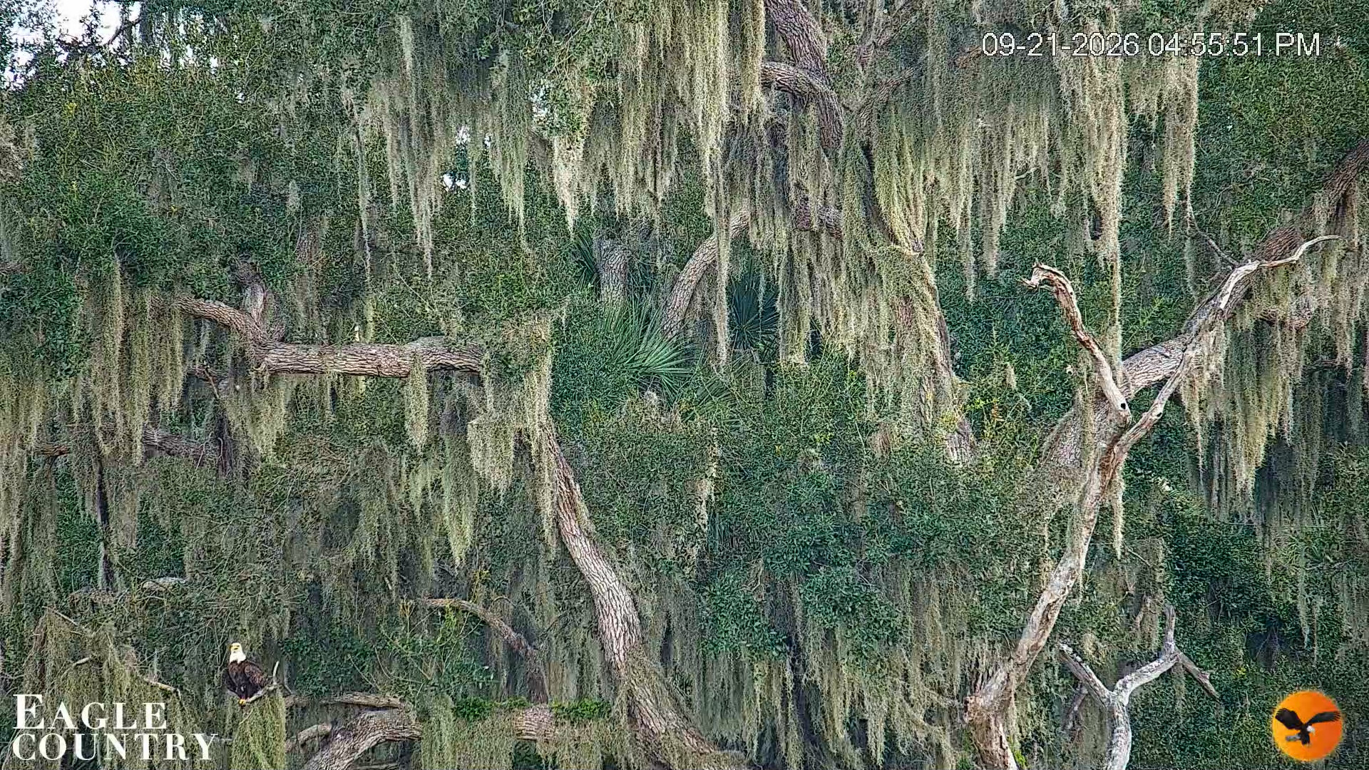 Snapshot of Southwest Florida River Wildlife Live Cams taken Sep 21, 2026, 4:56pm EDT