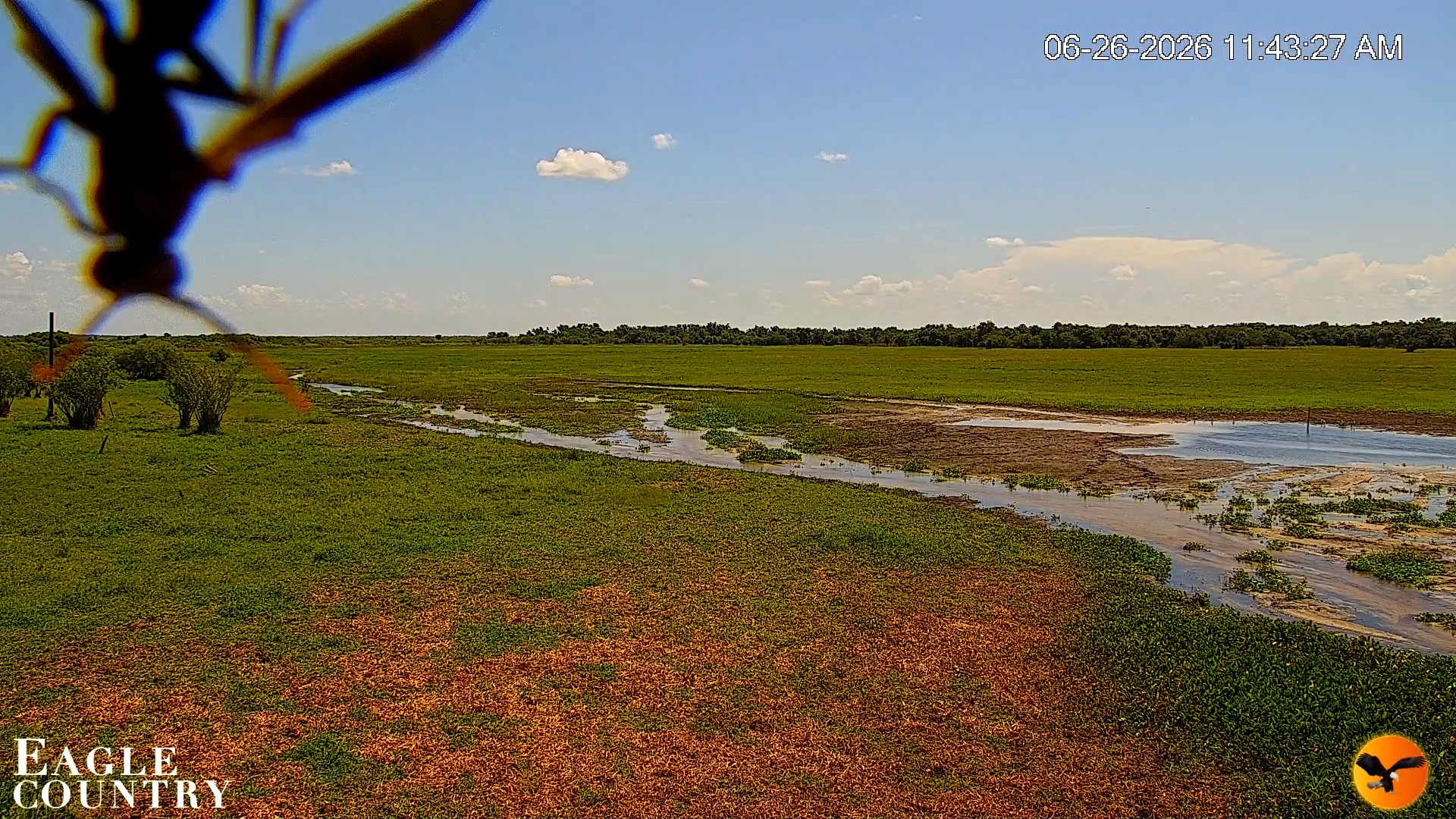 Snapshot of Southwest Florida River Wildlife Live Cams taken Jun 26, 2026, 11:44am EDT