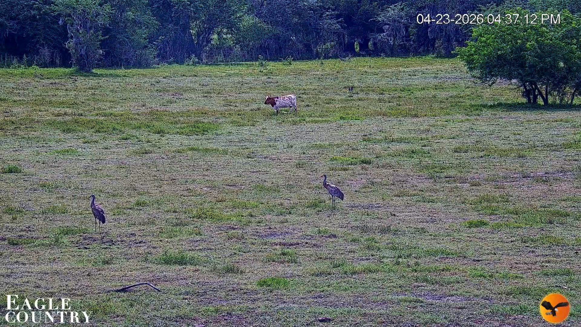 Snapshot of Southwest Florida River Wildlife Live Cams taken Apr 23, 2026, 4:37pm EDT
